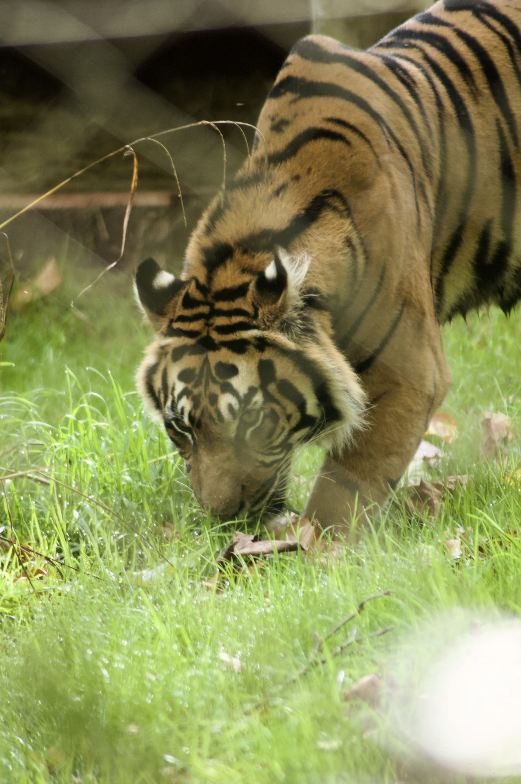 Sumatran Tiger
