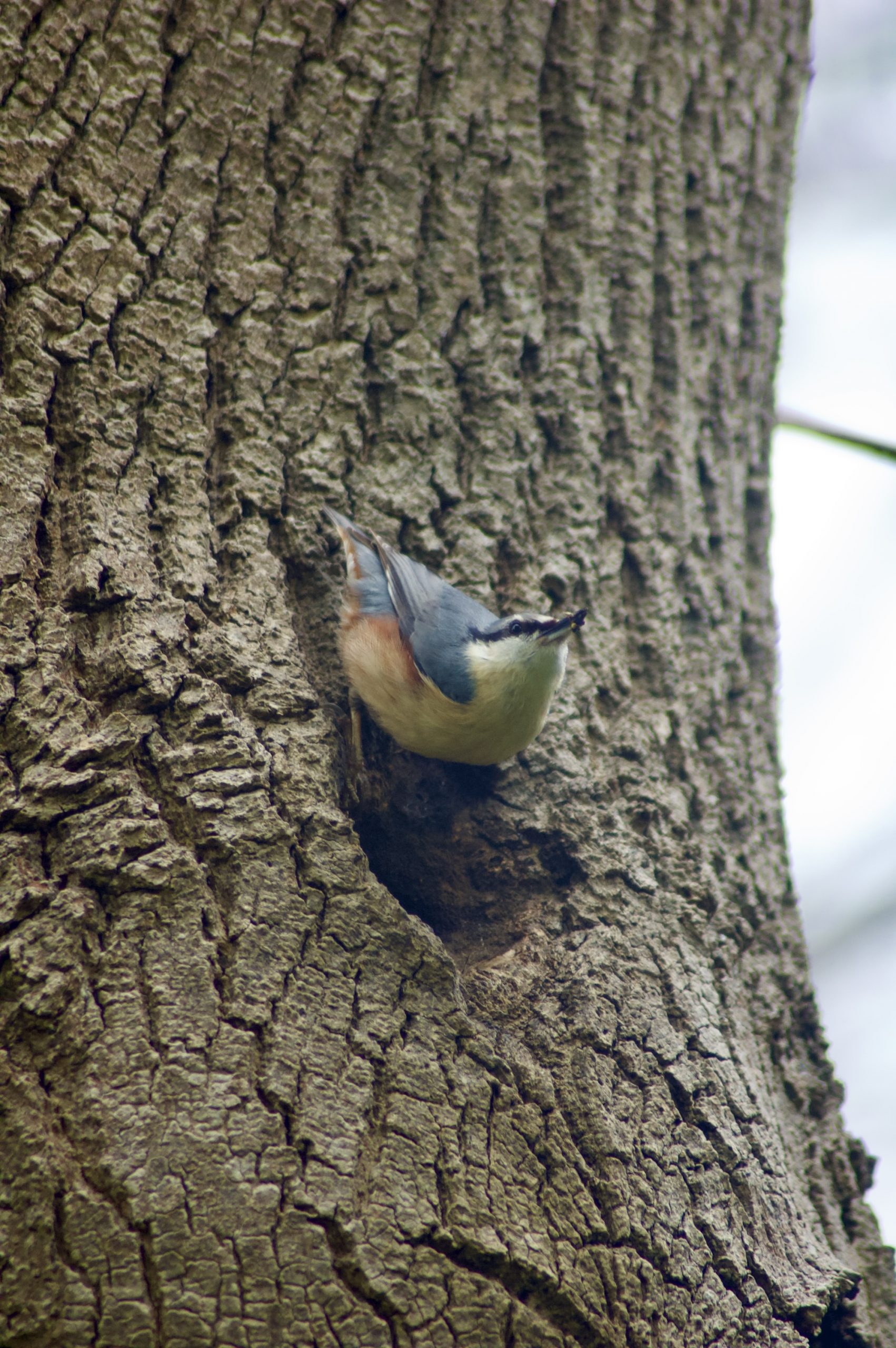 Nuthatch