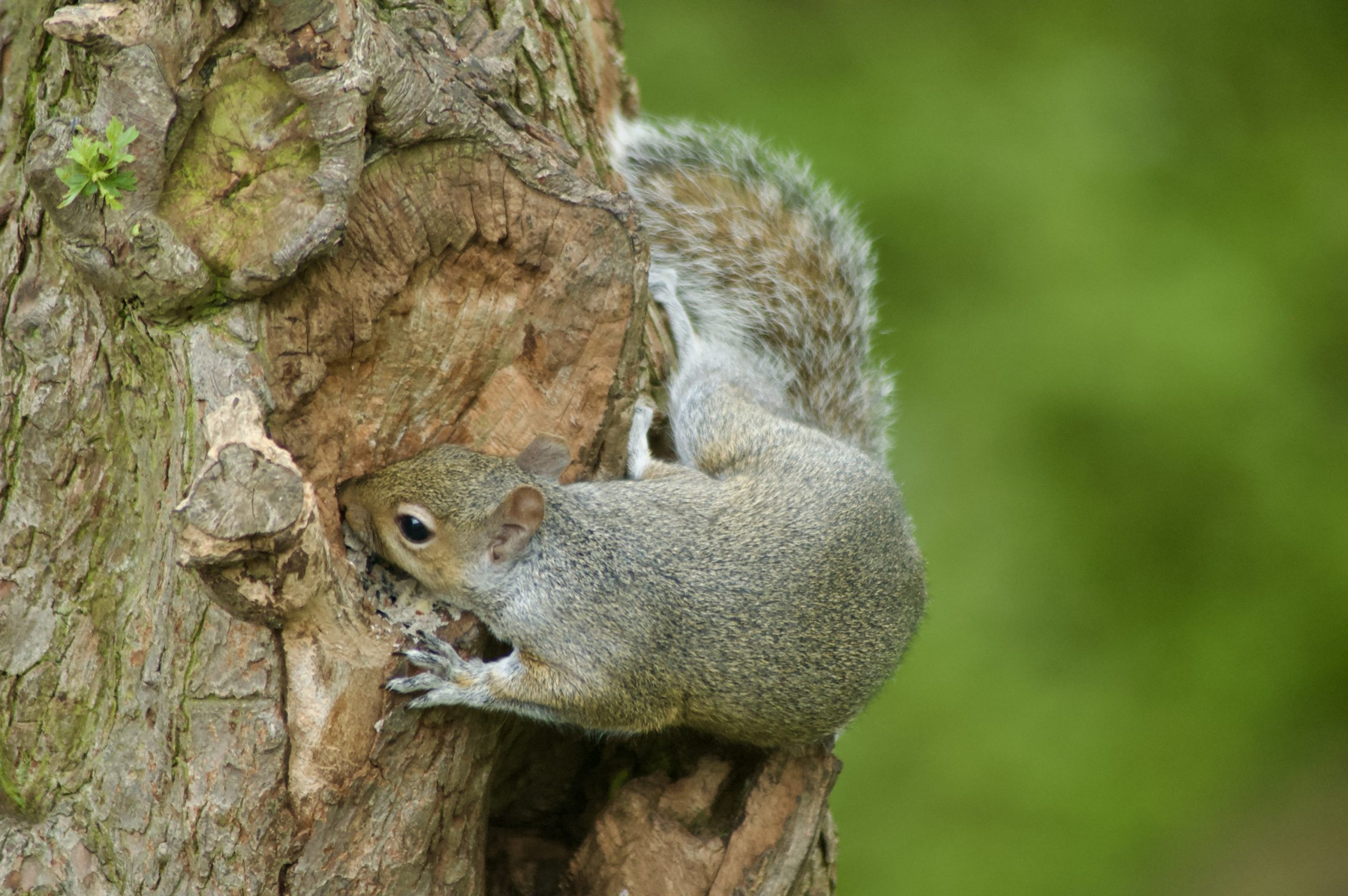Grey Squirrel