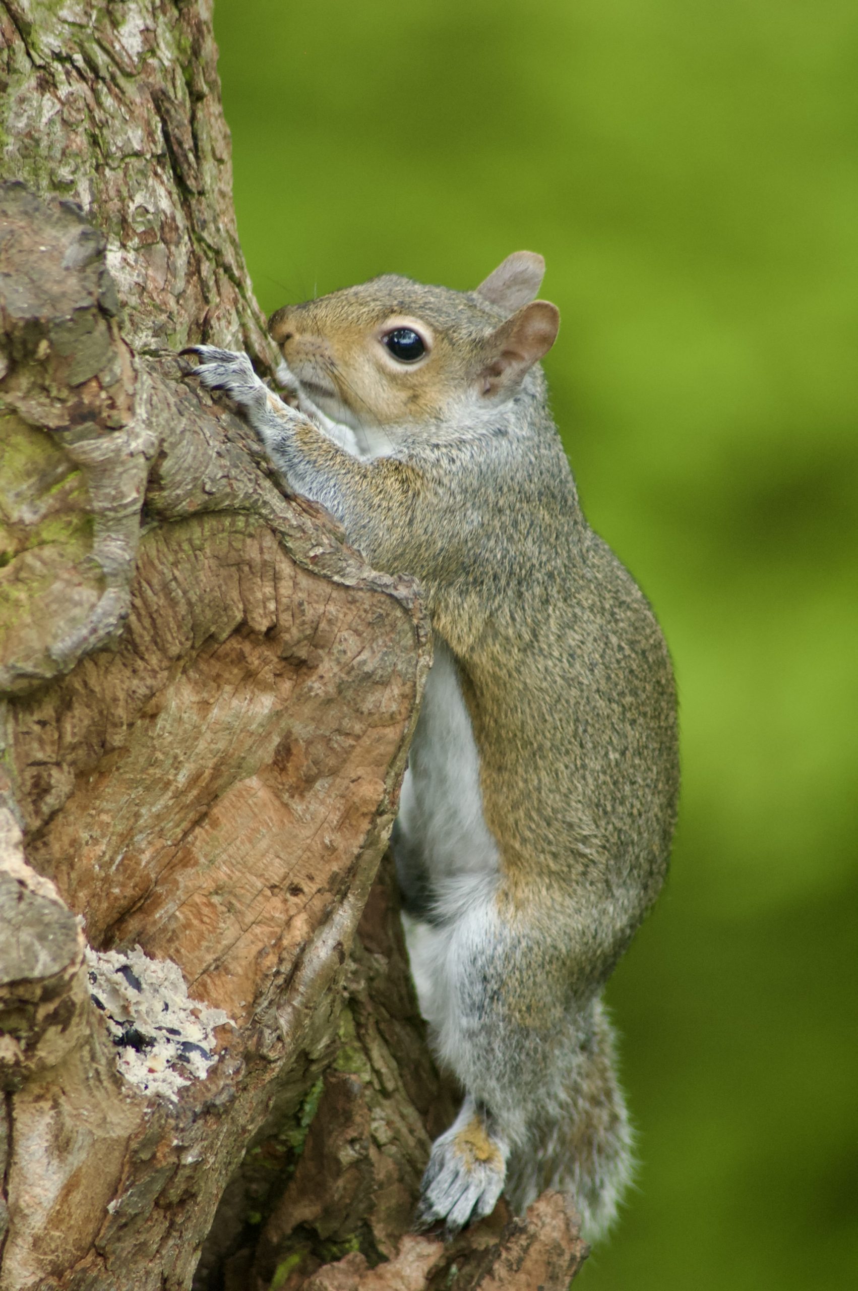 Grey Squirrel