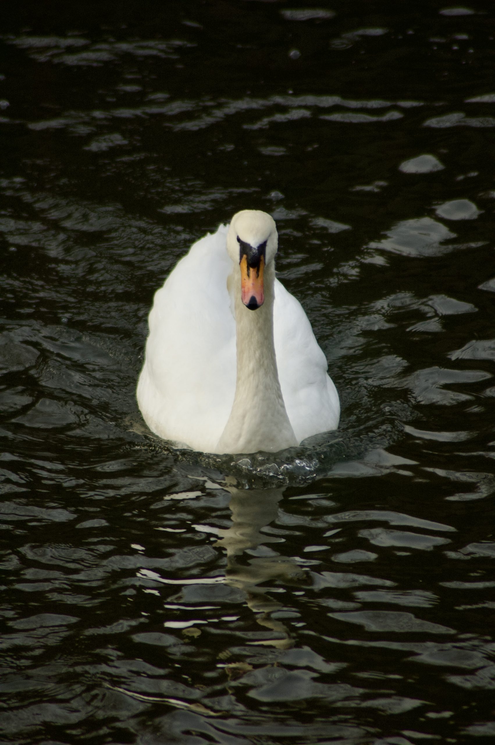 Marina Swan