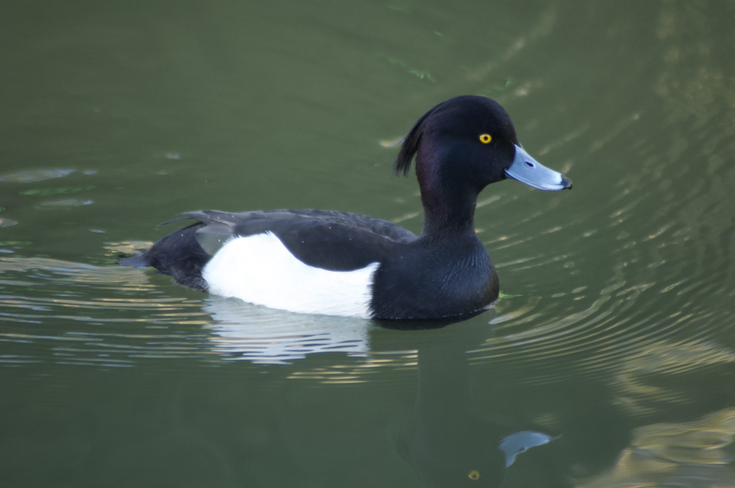 Tufted Duck