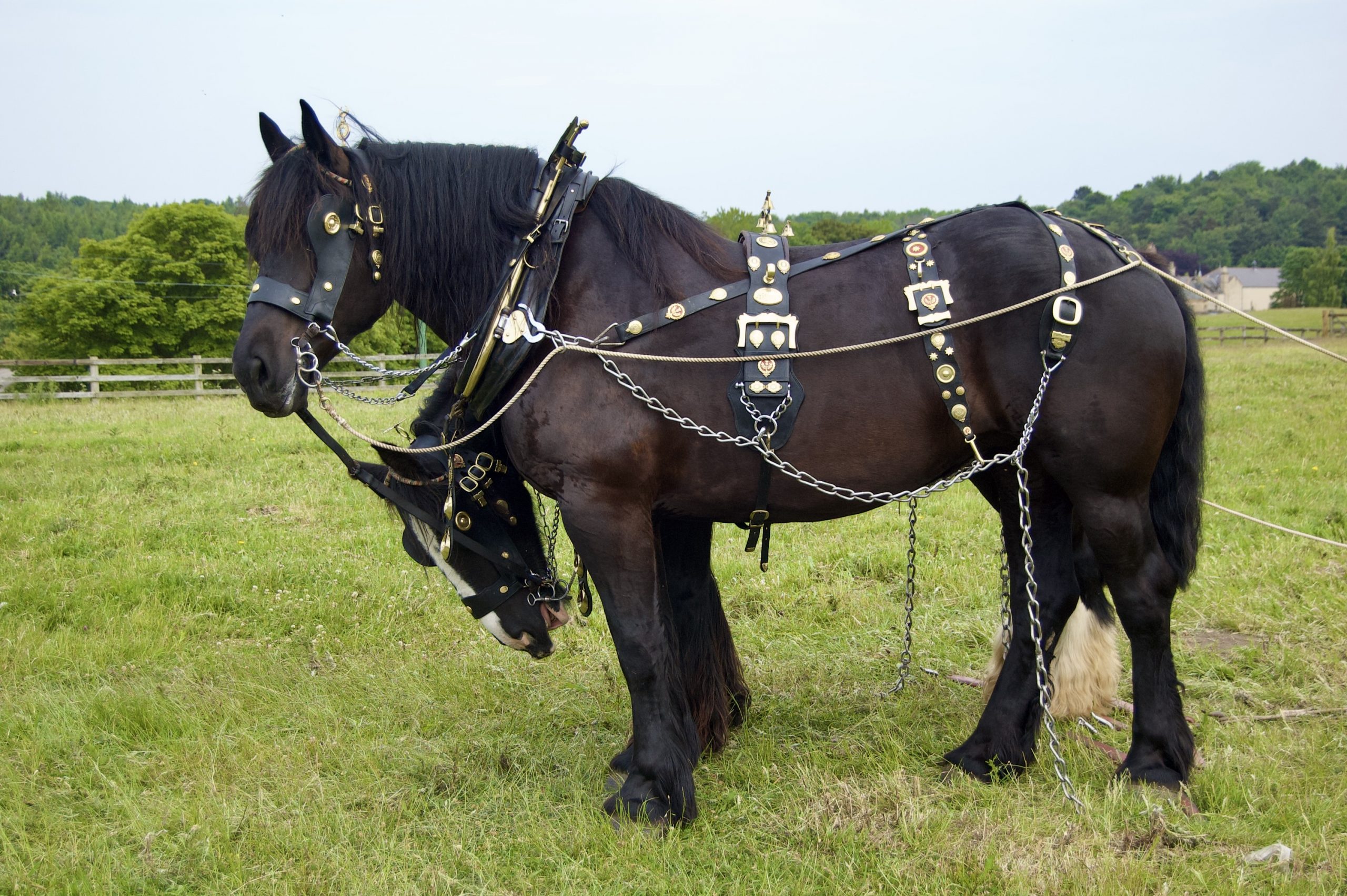 Draft Horses