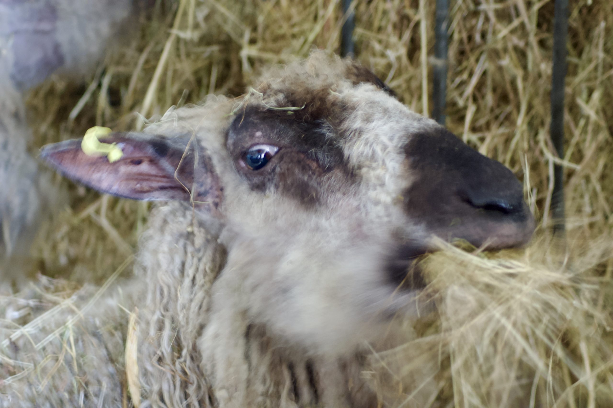 Ewe