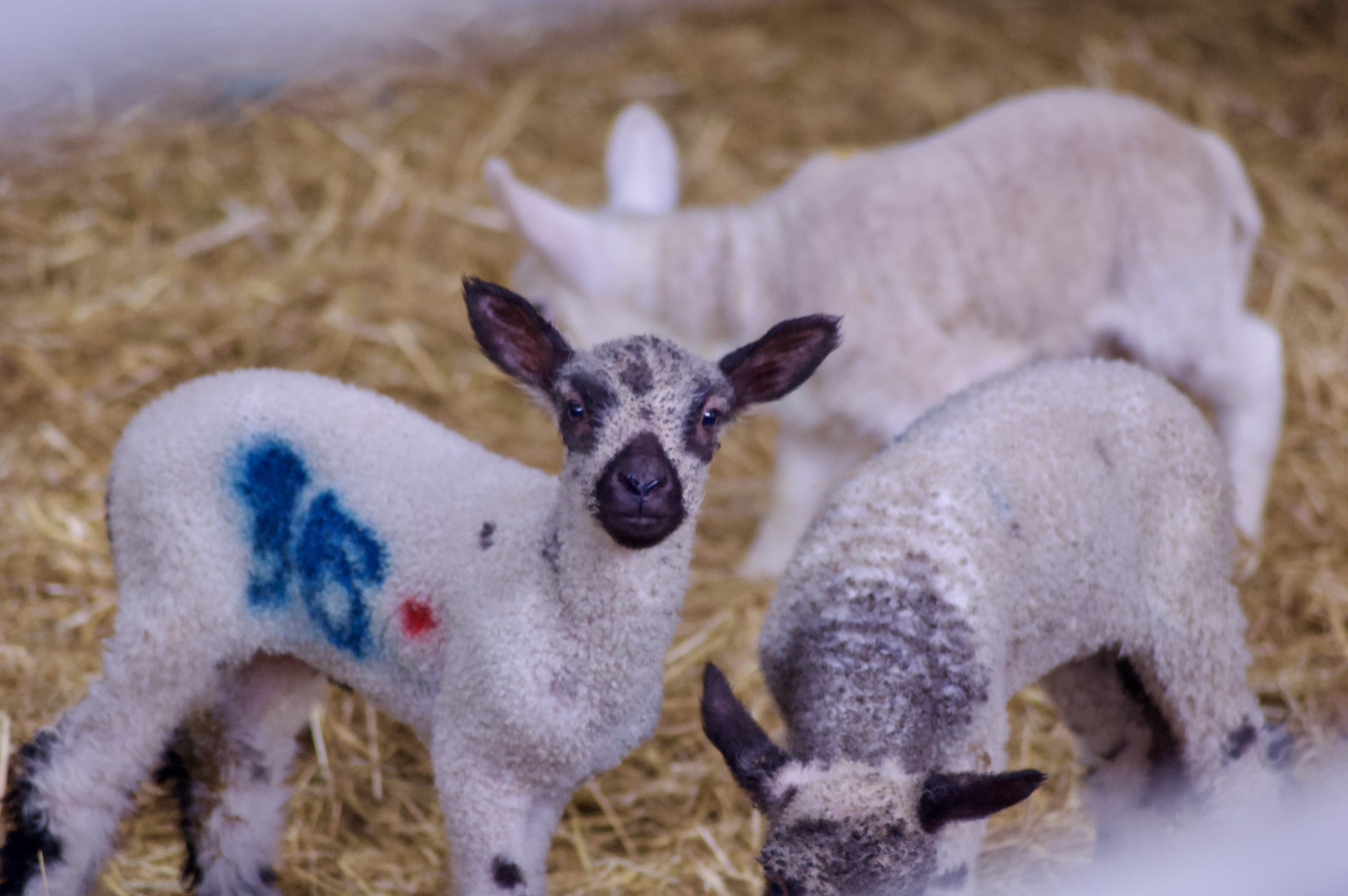 Lambs