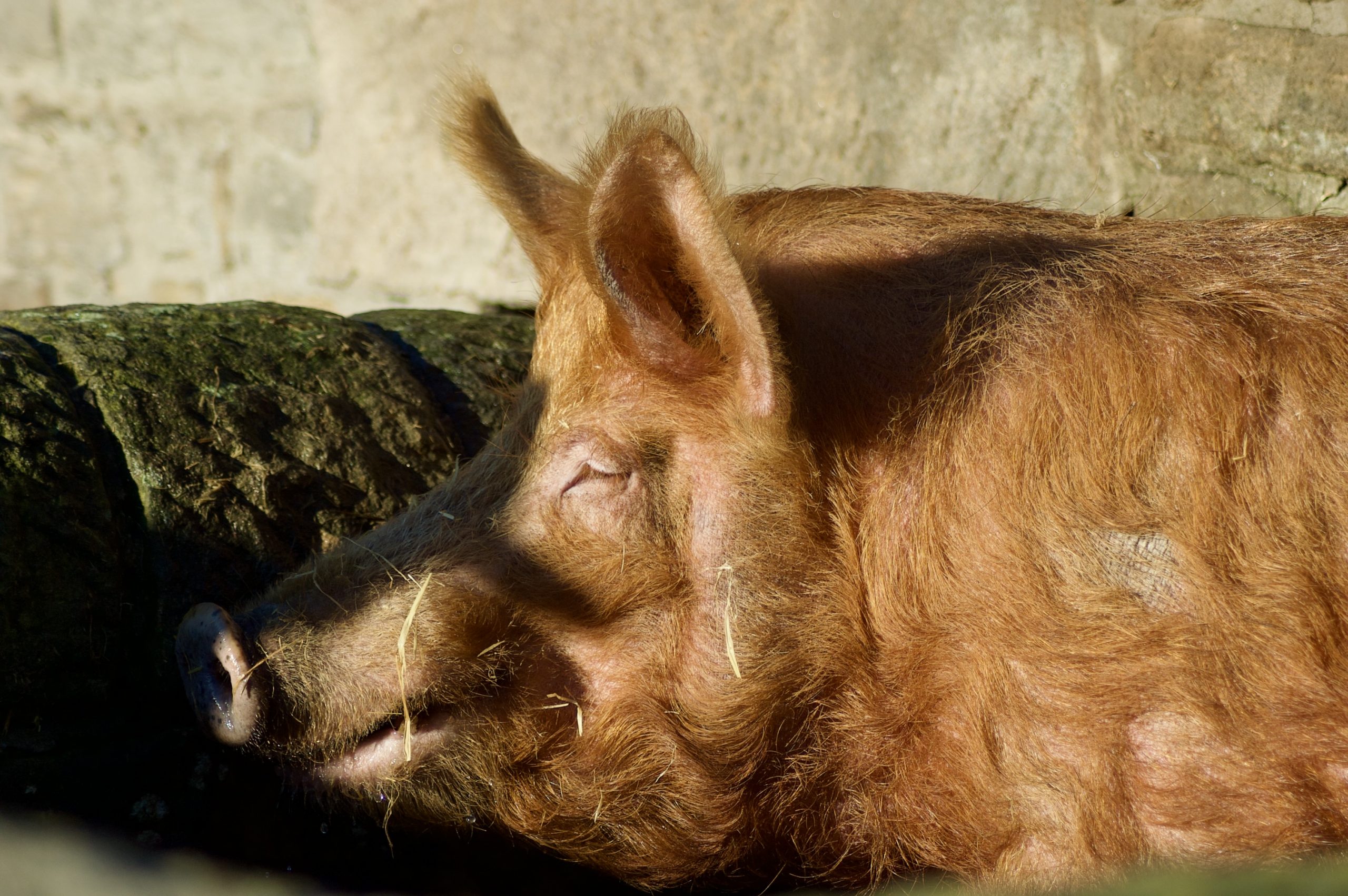 Tamworth Pig