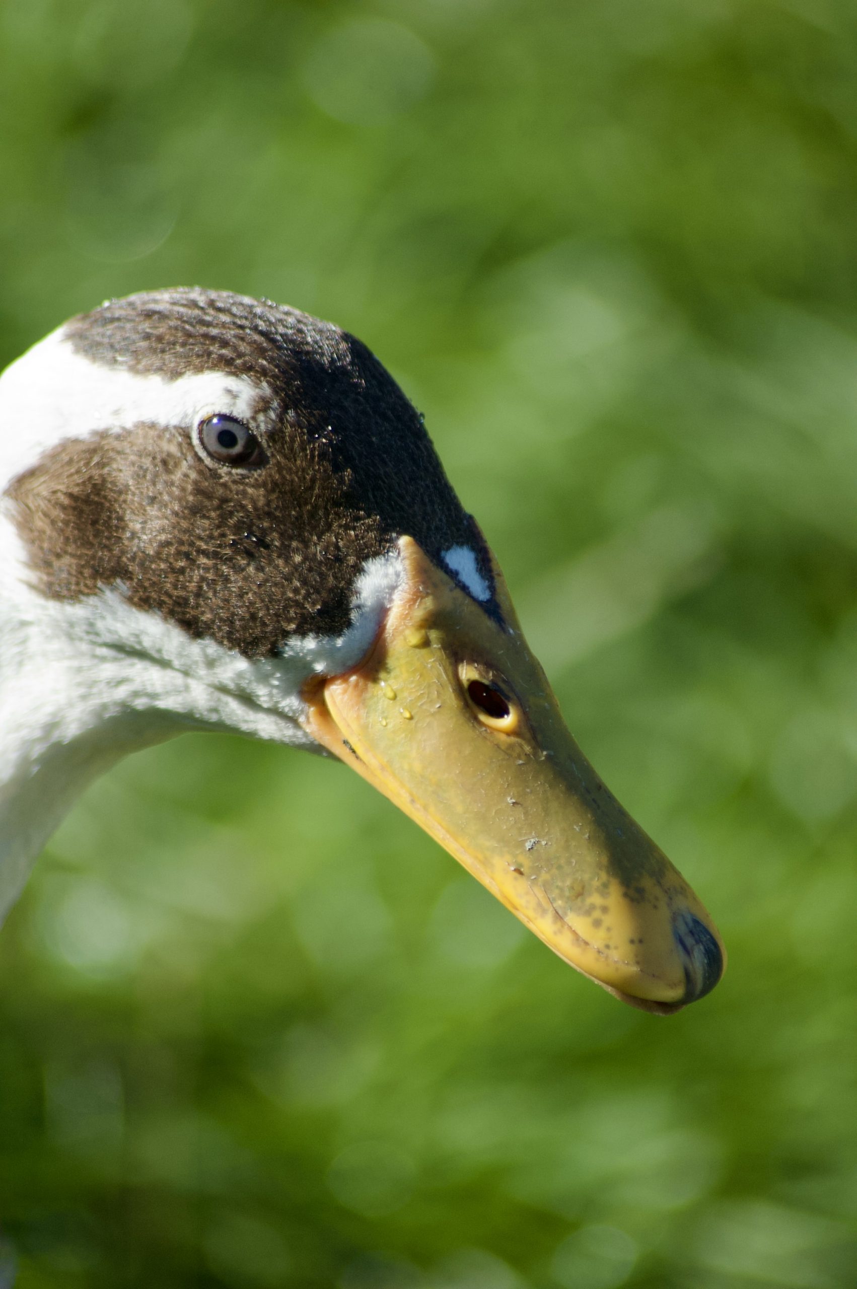 Indian Runner Duck