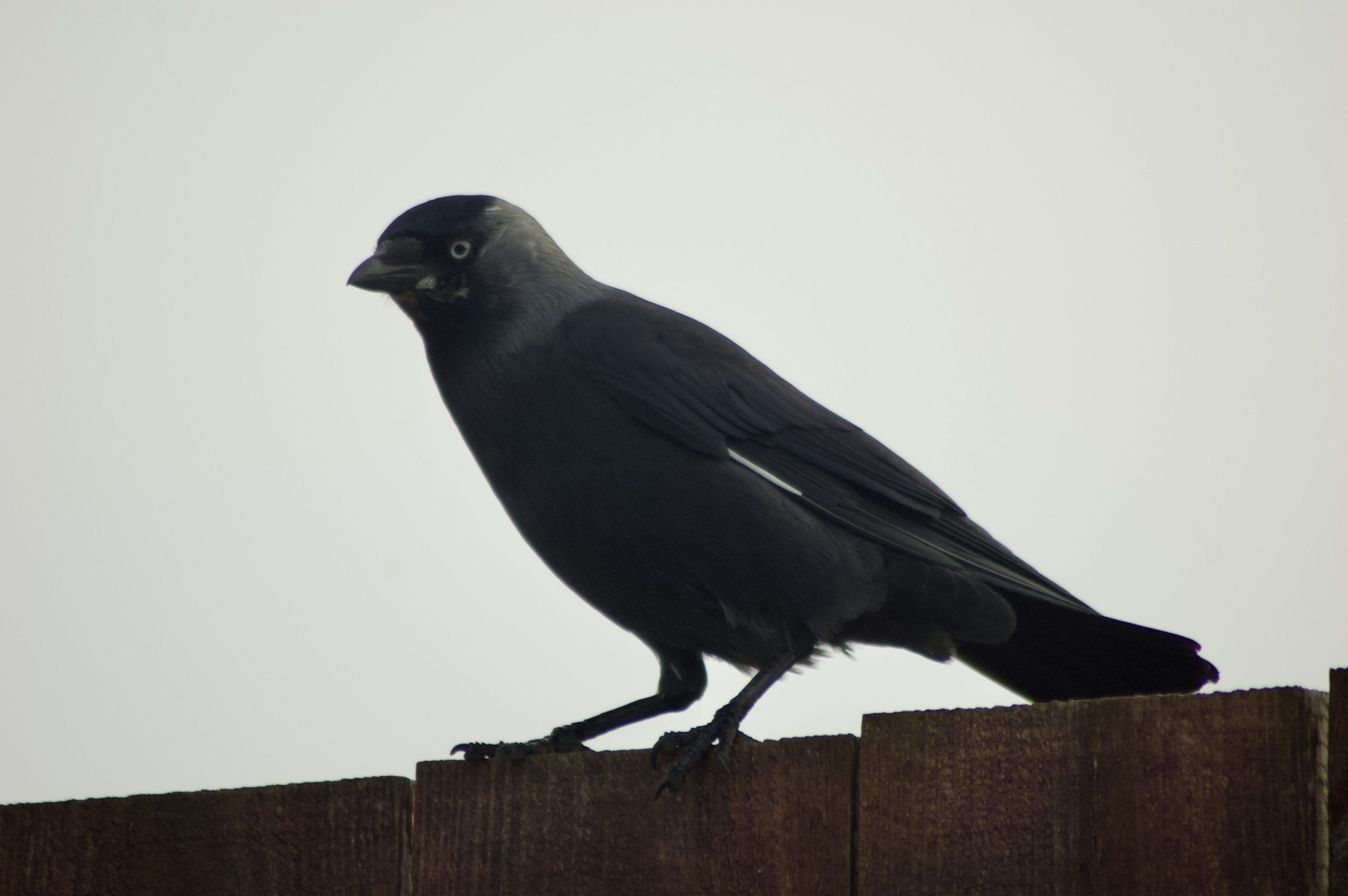 Jackdaw