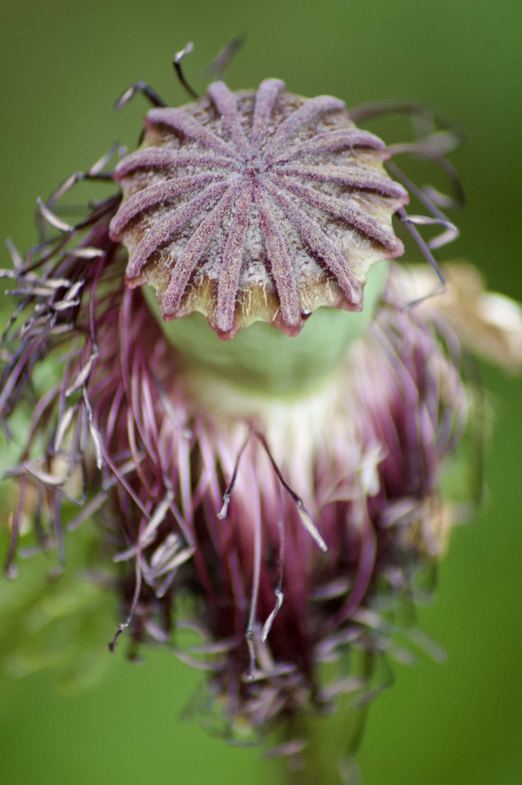 Poppy Head