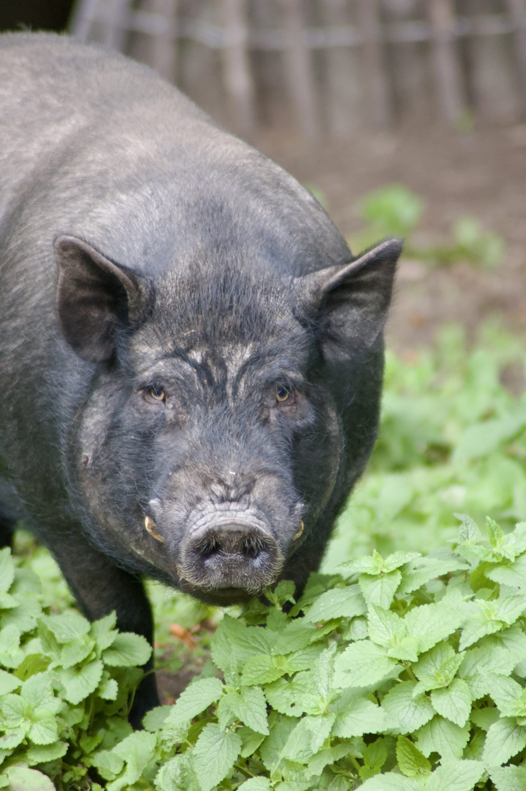 Vietnamese Pot-bellied Pig