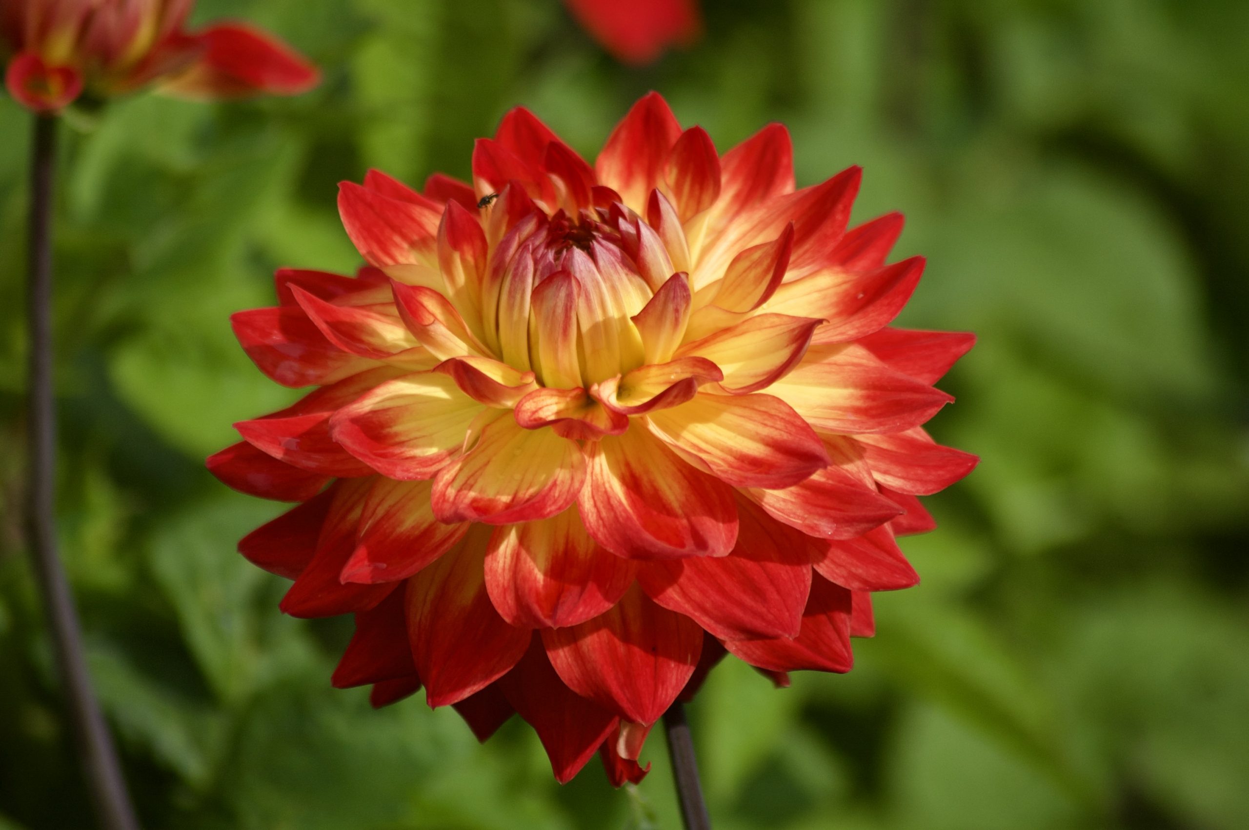 Dahlia