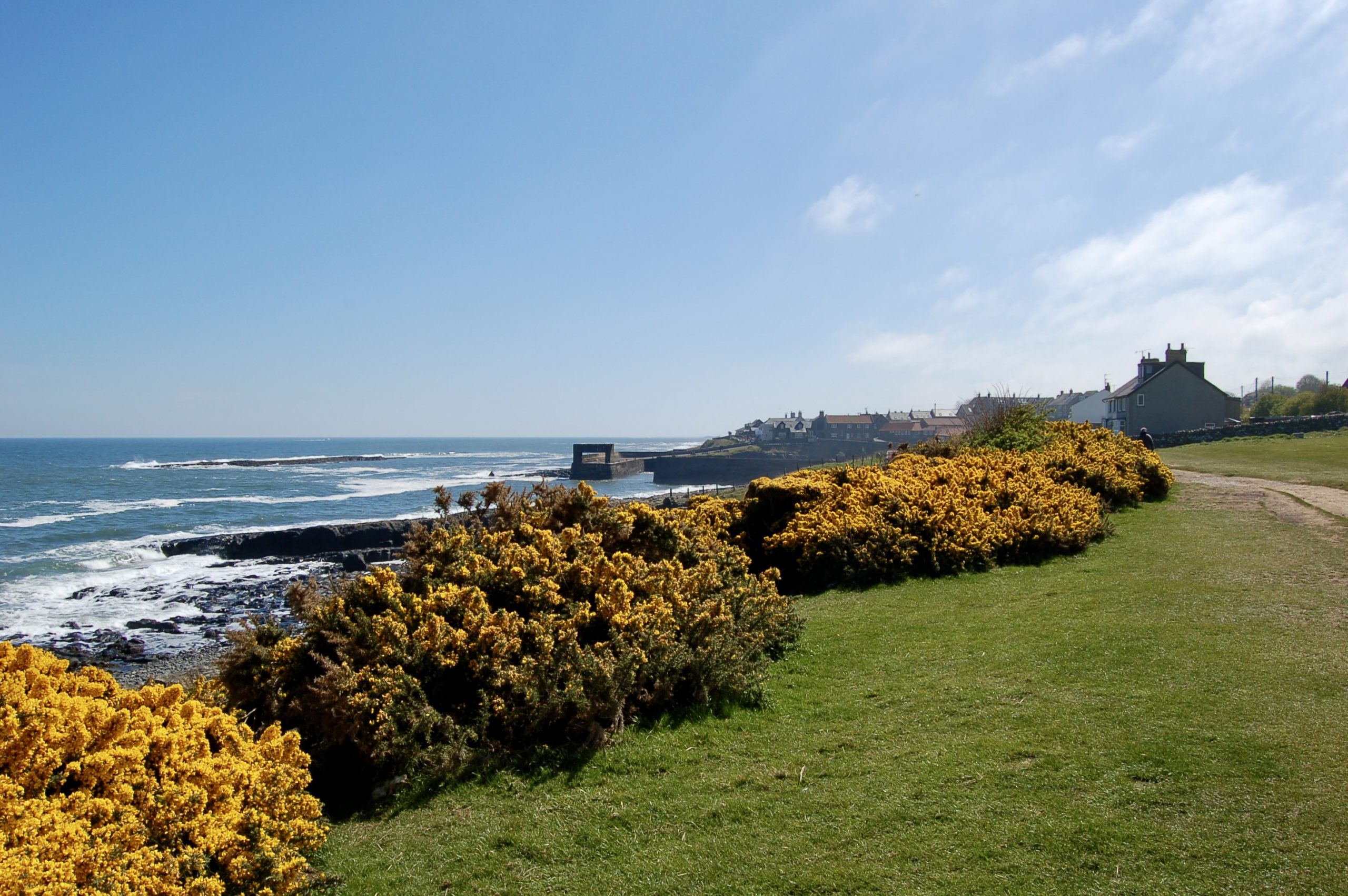 Craster Gorse