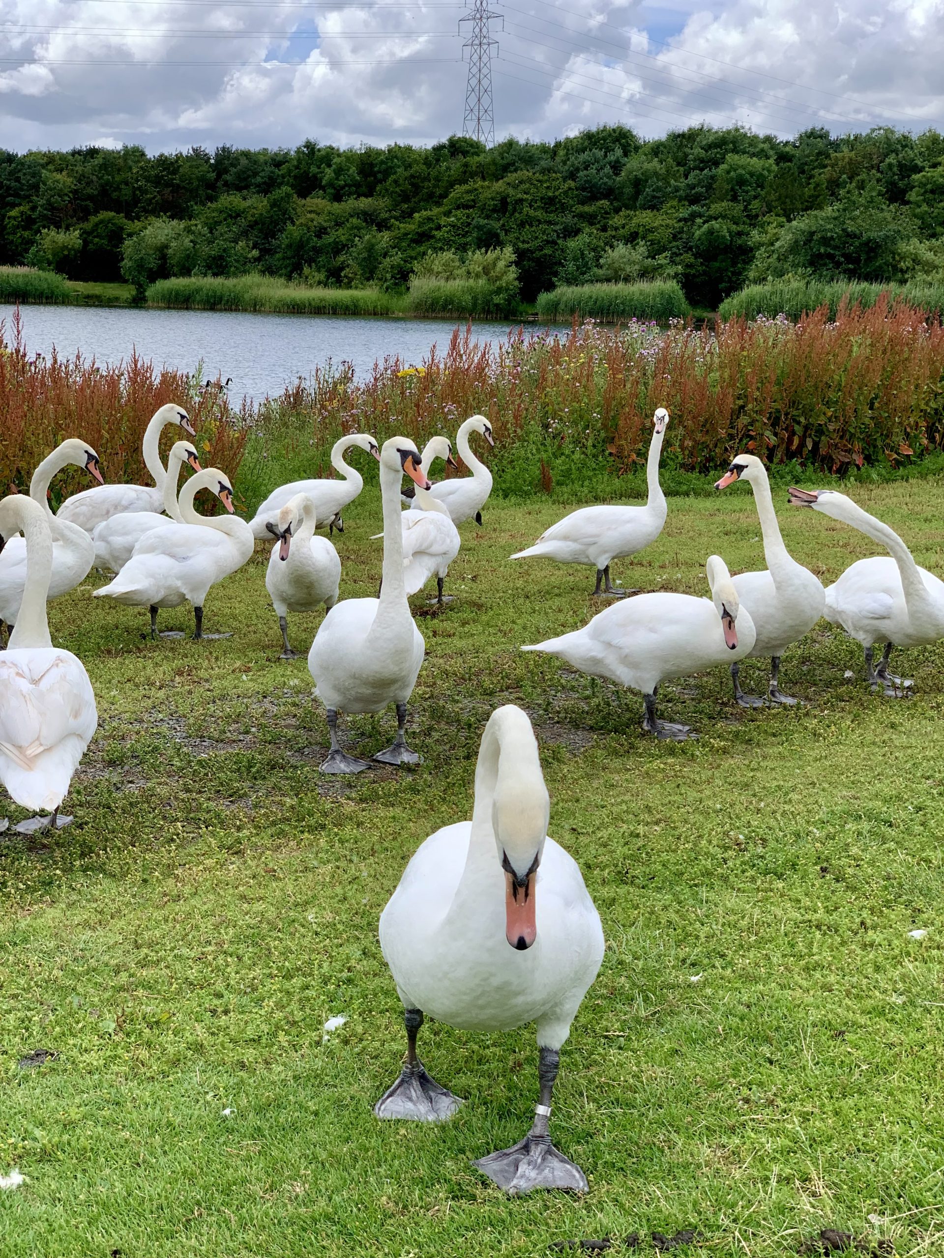 Mute Swans