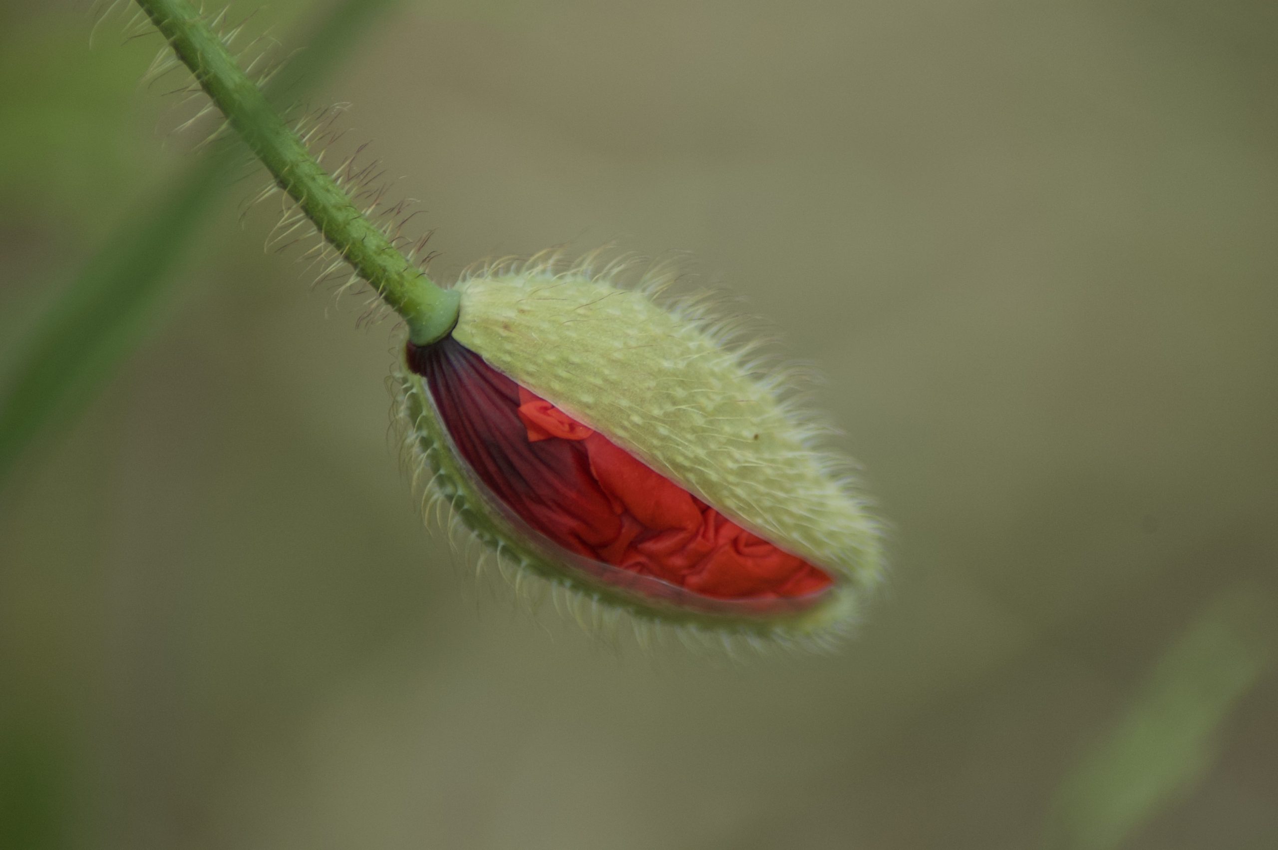 Common Poppy