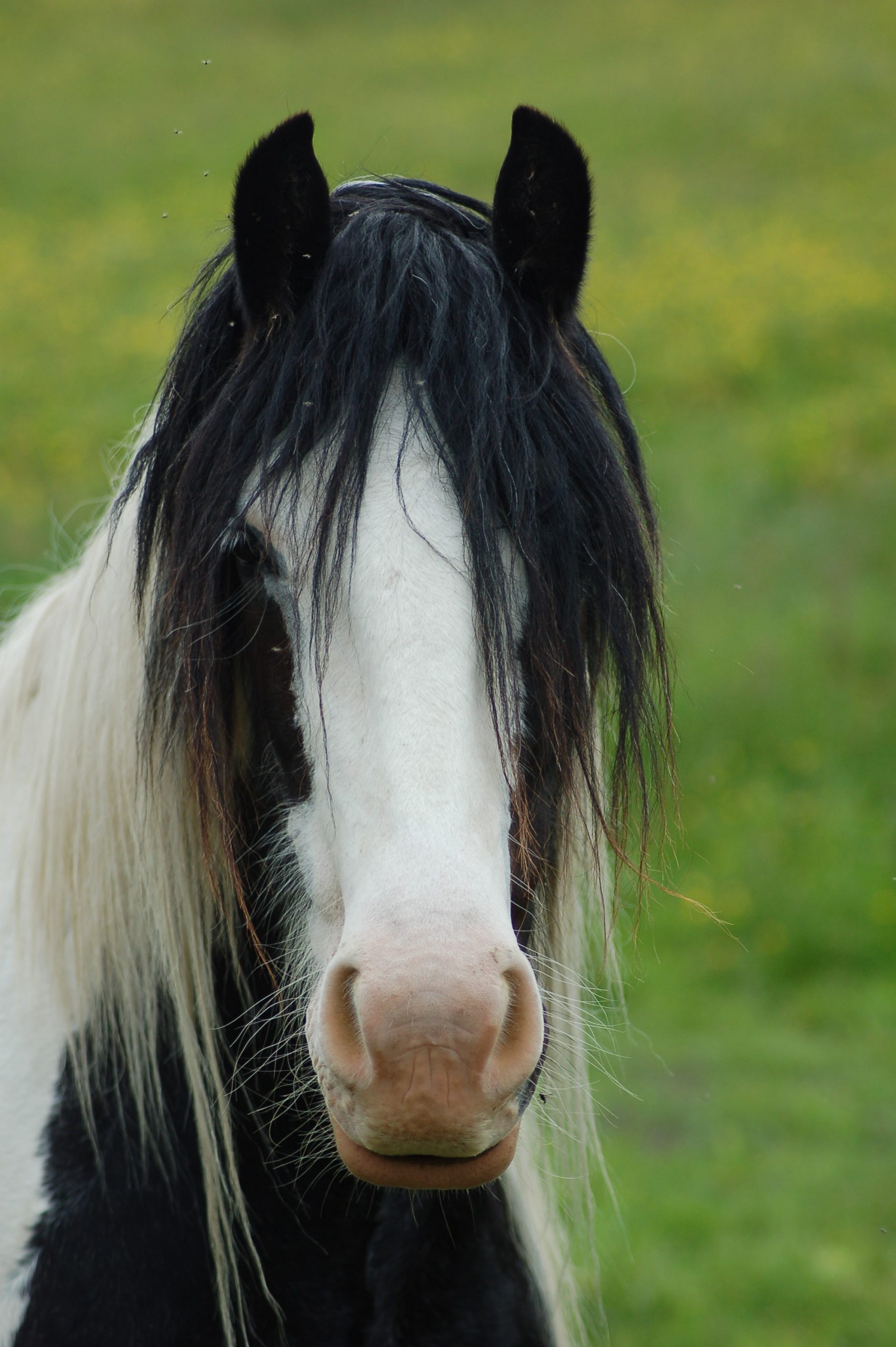 Wylam Horses