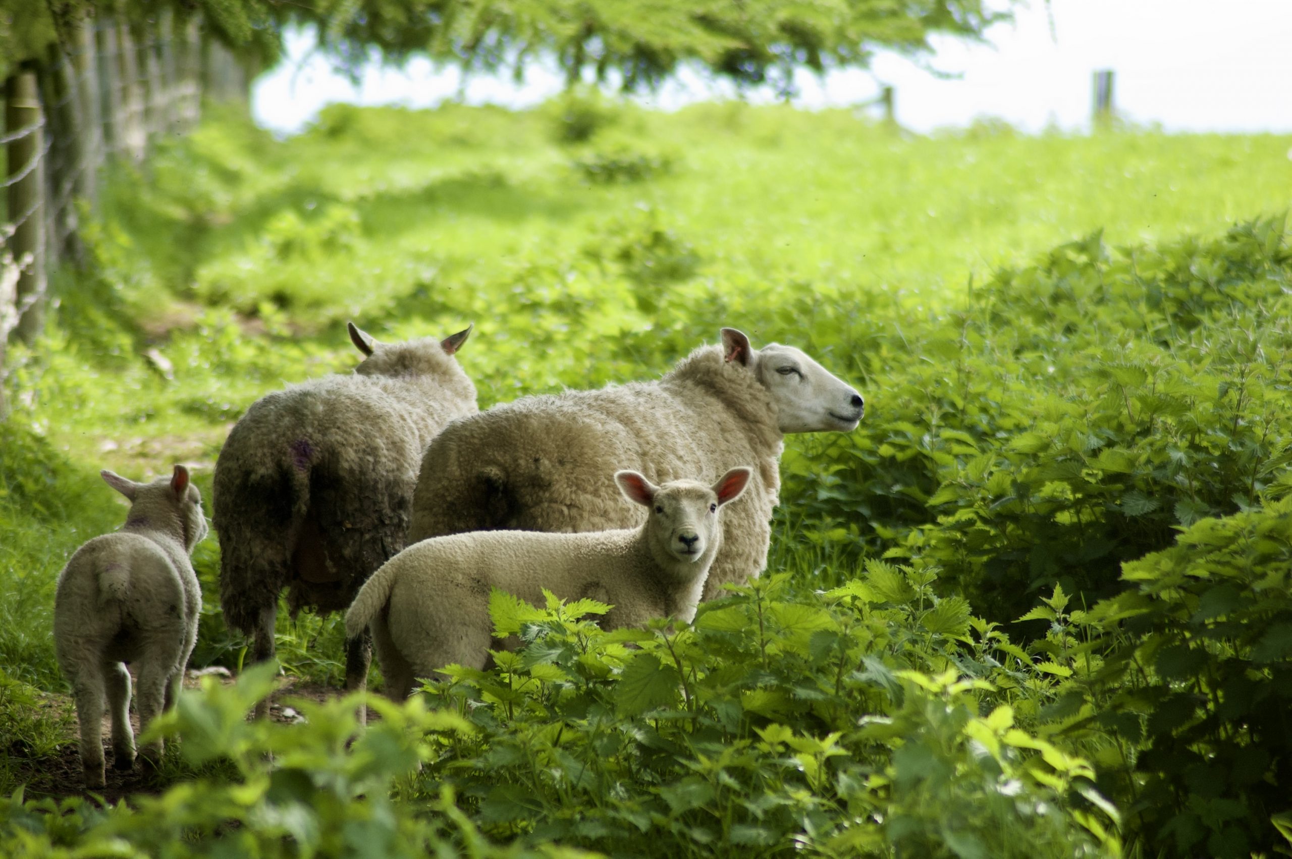 Aydon Sheep