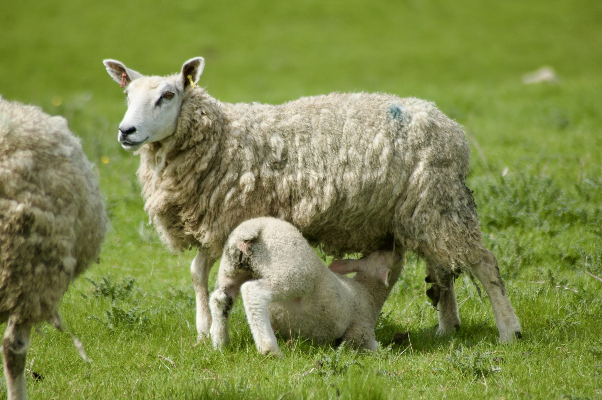 Aydon Sheep