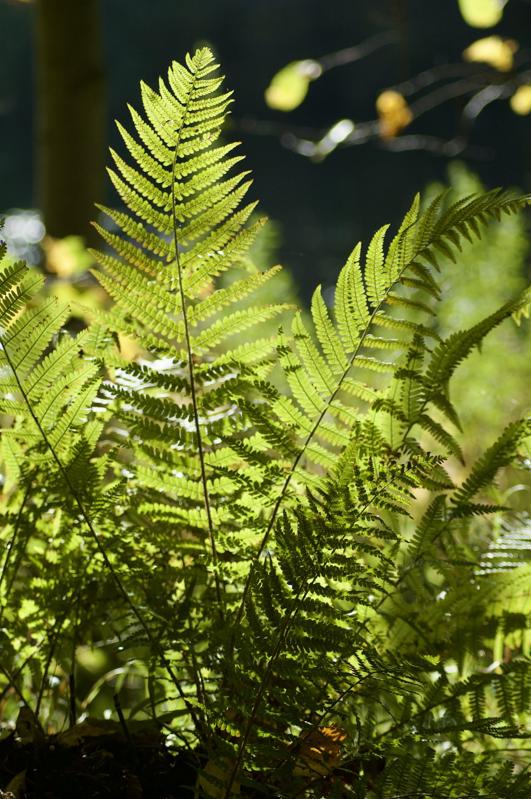 Ferns