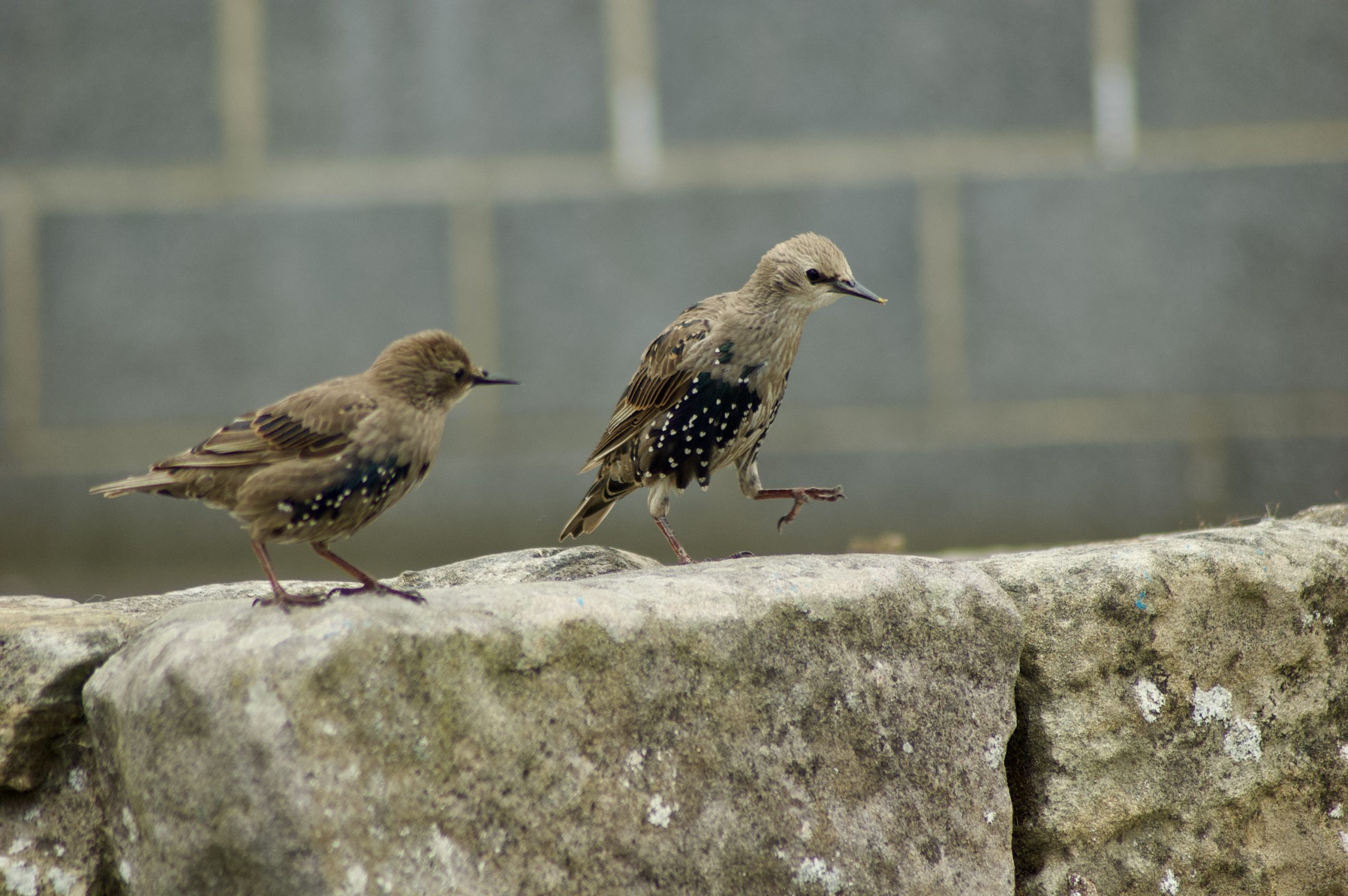 Juvenile Starlings