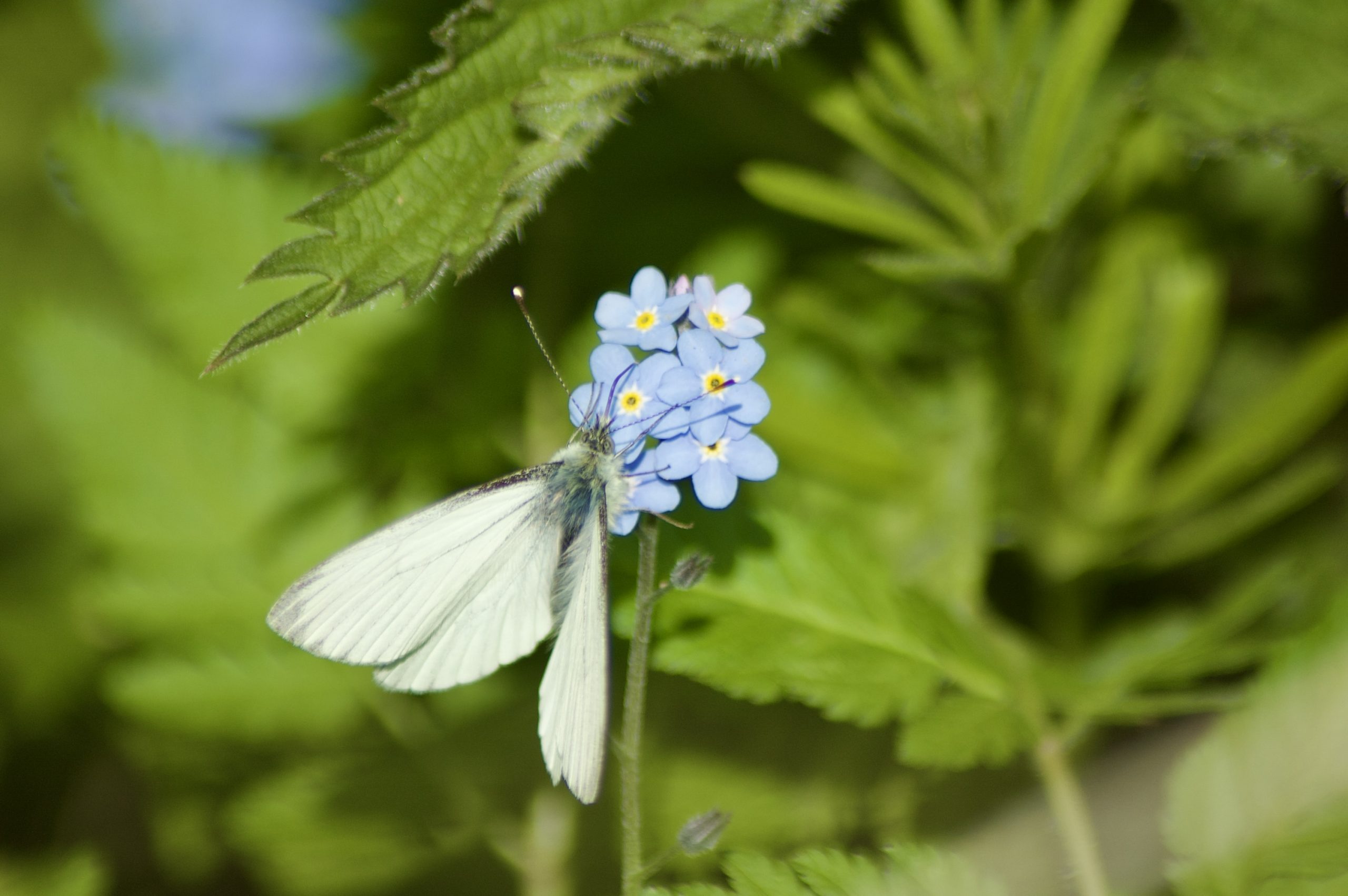 Green-veined White Butterfly