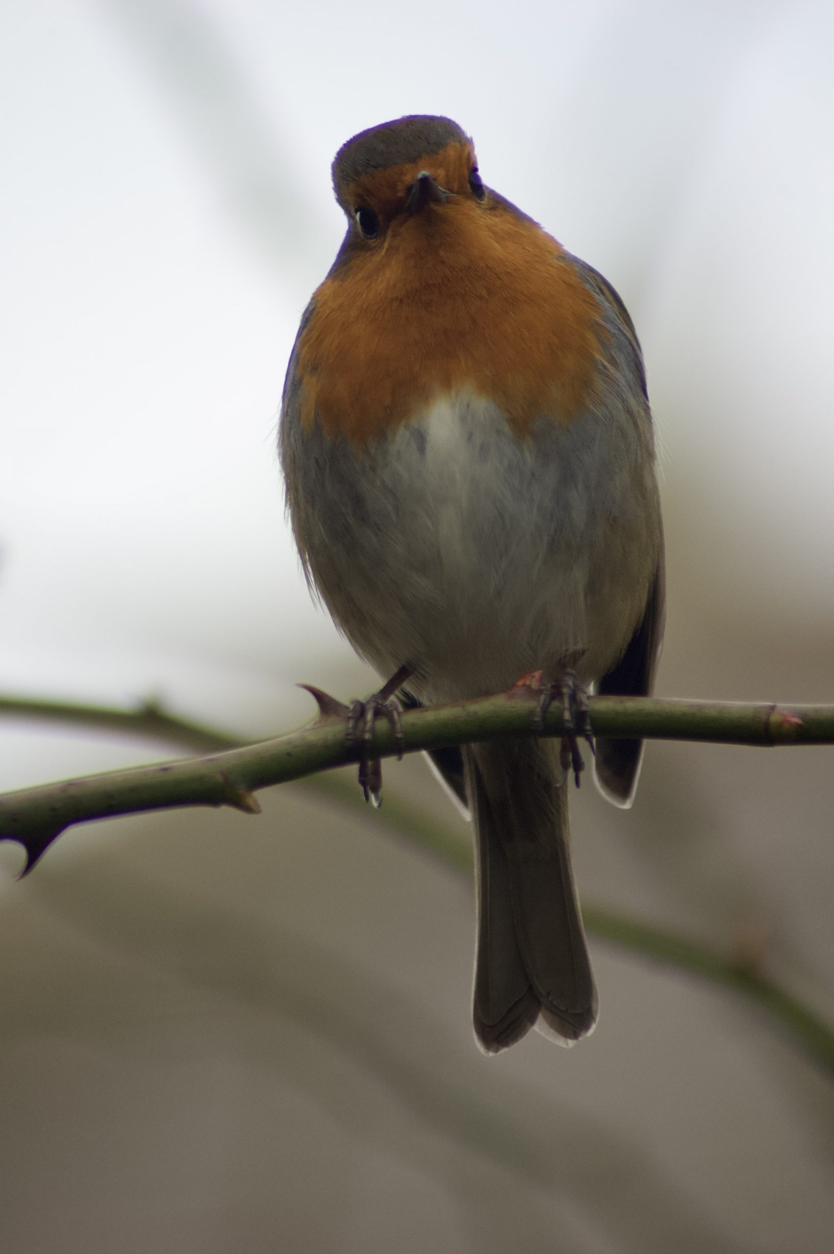 Wylam Robin