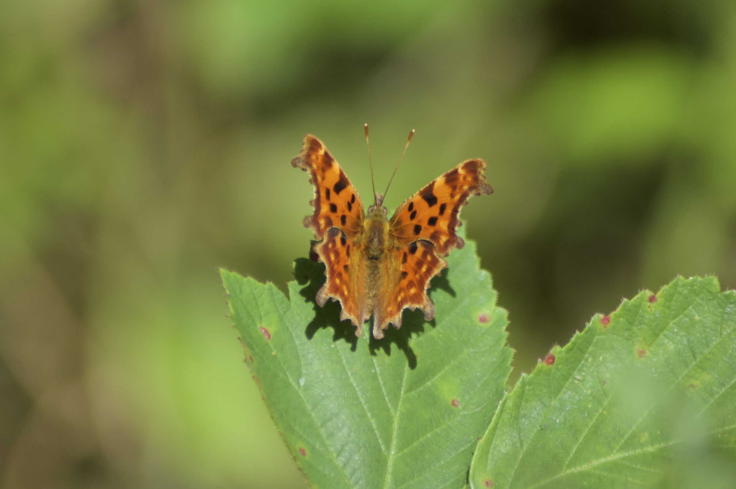 Comma Butterfly