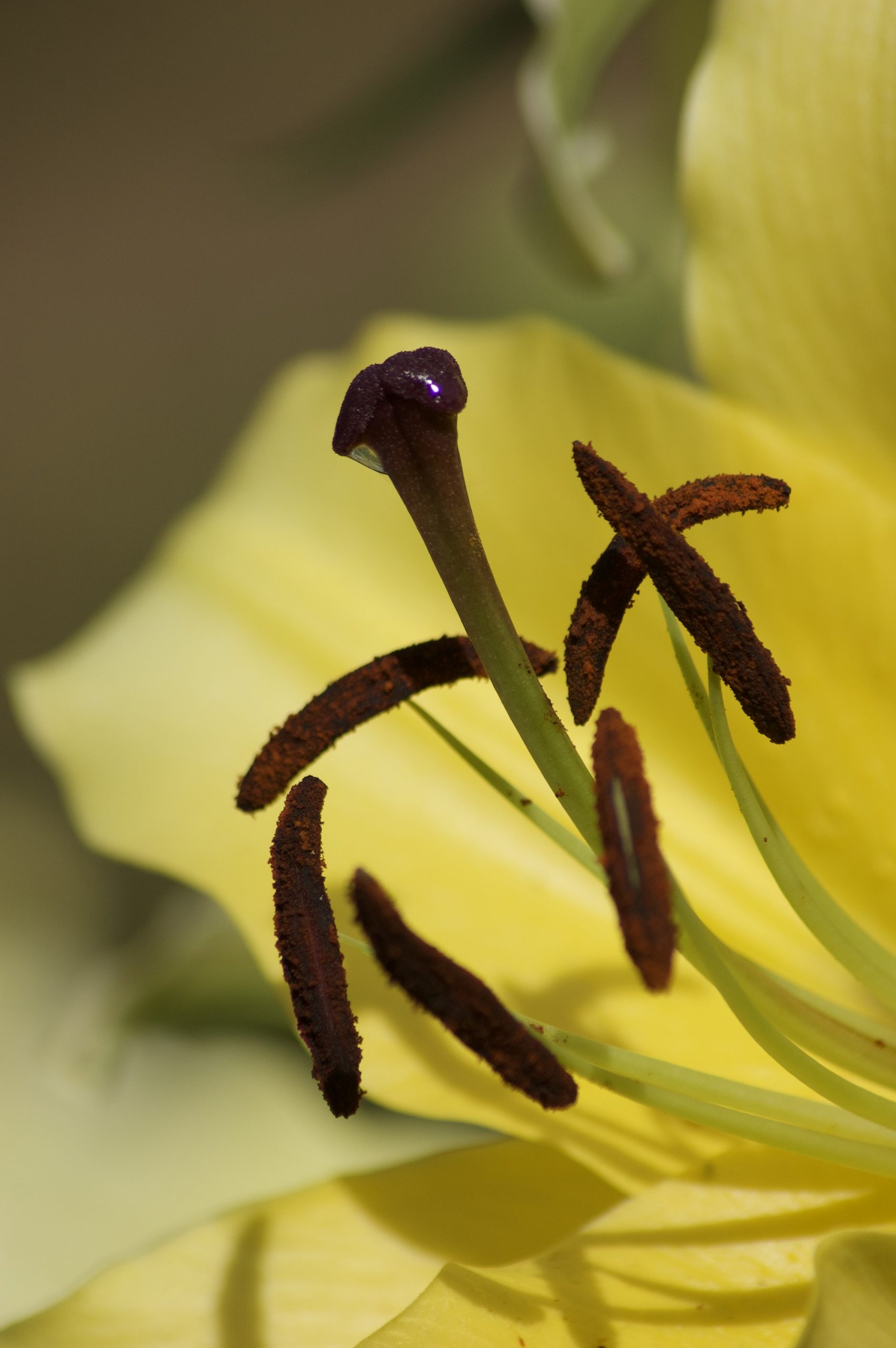 Wylam Lilies