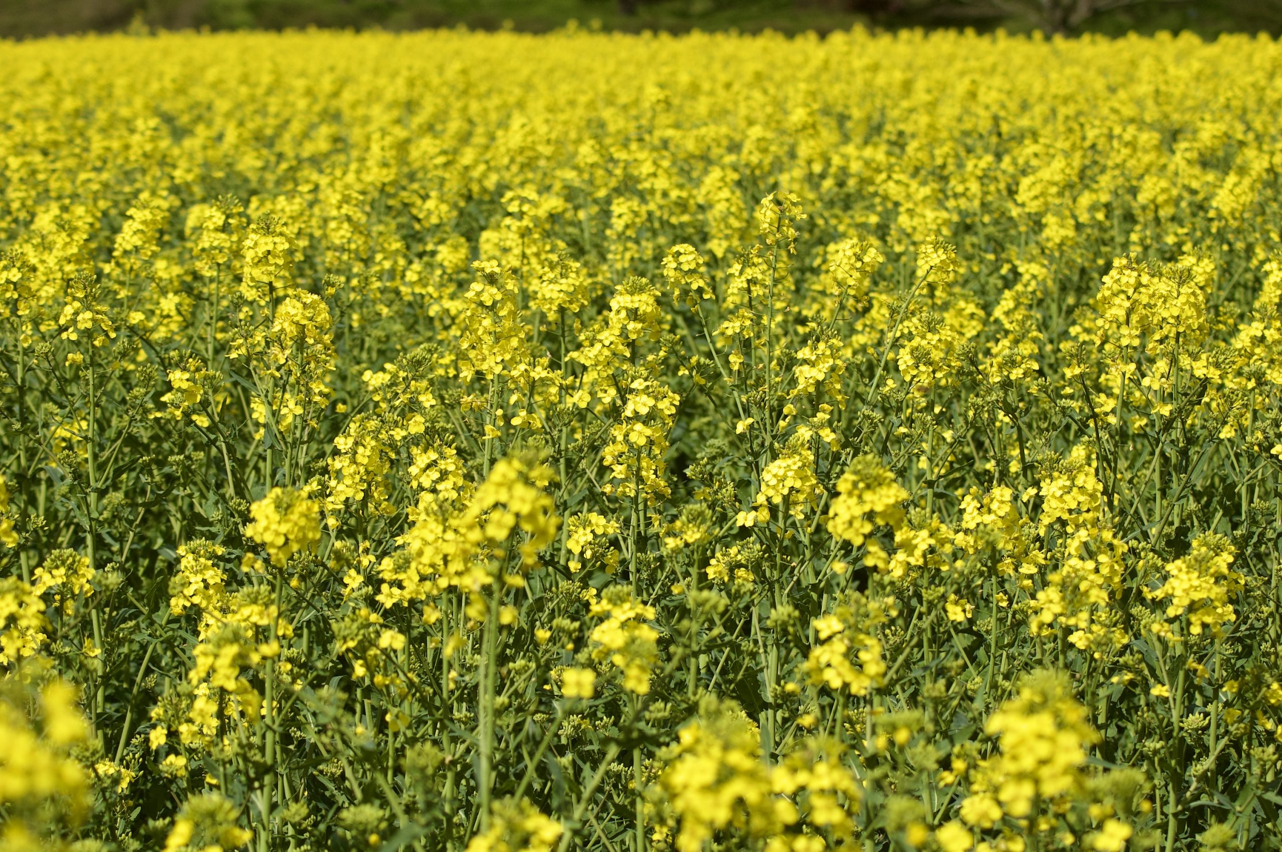 Rapeseed Field