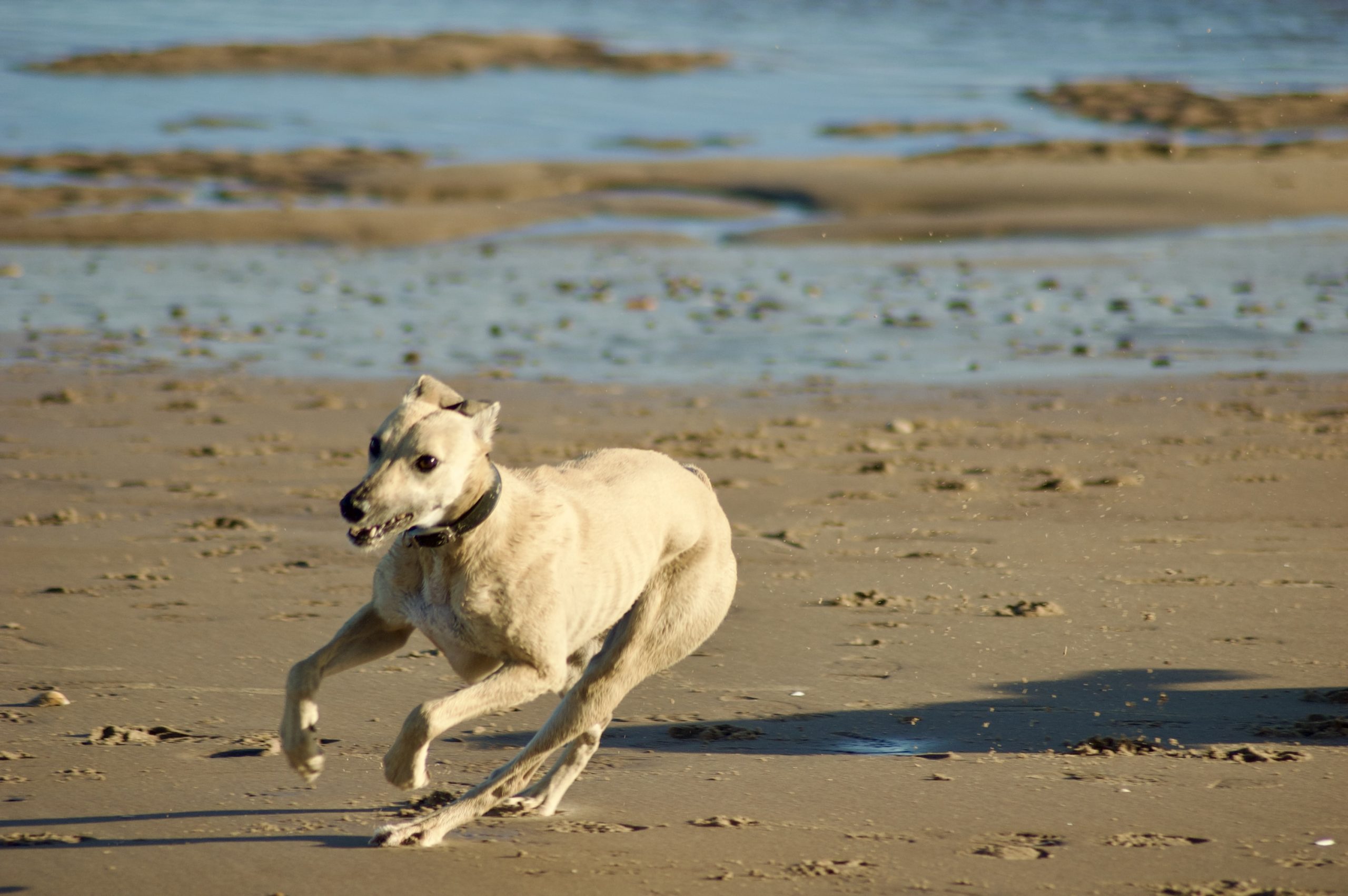Druridge Dog