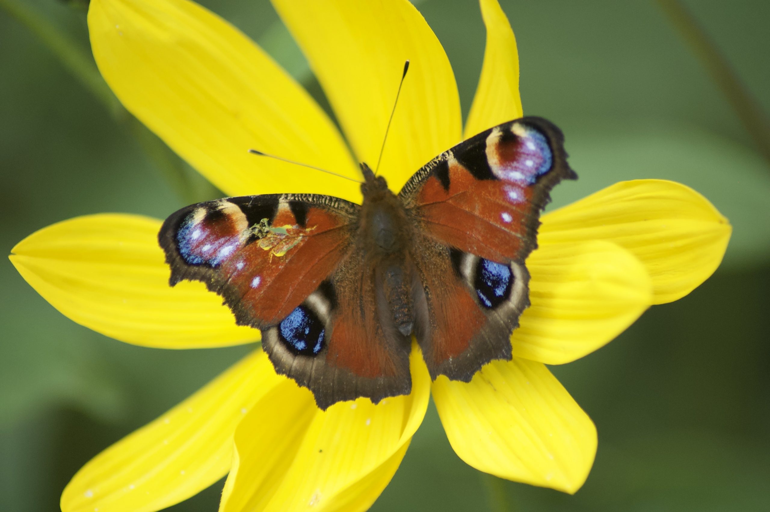 Peacock Butterfly