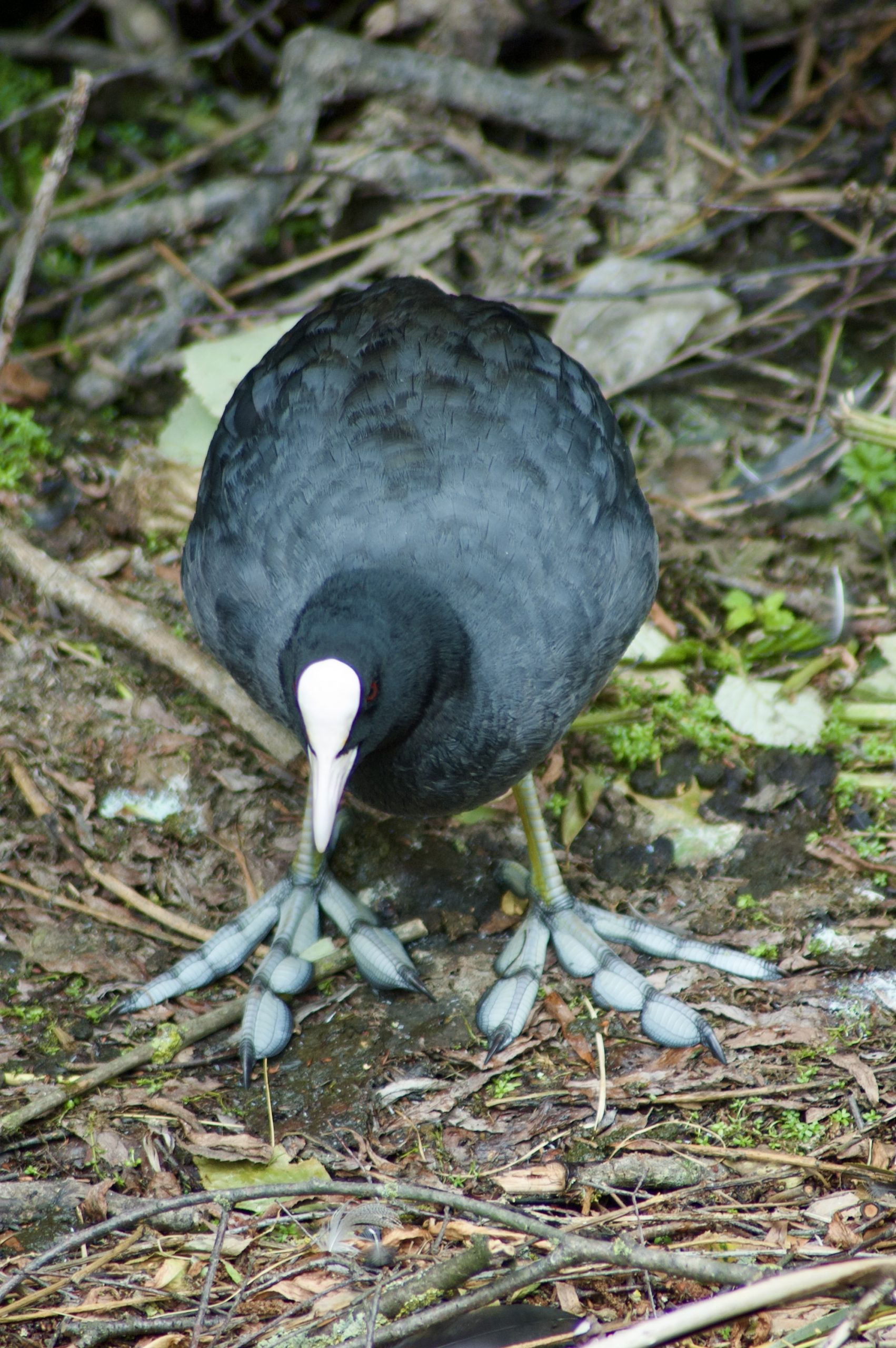 Coot