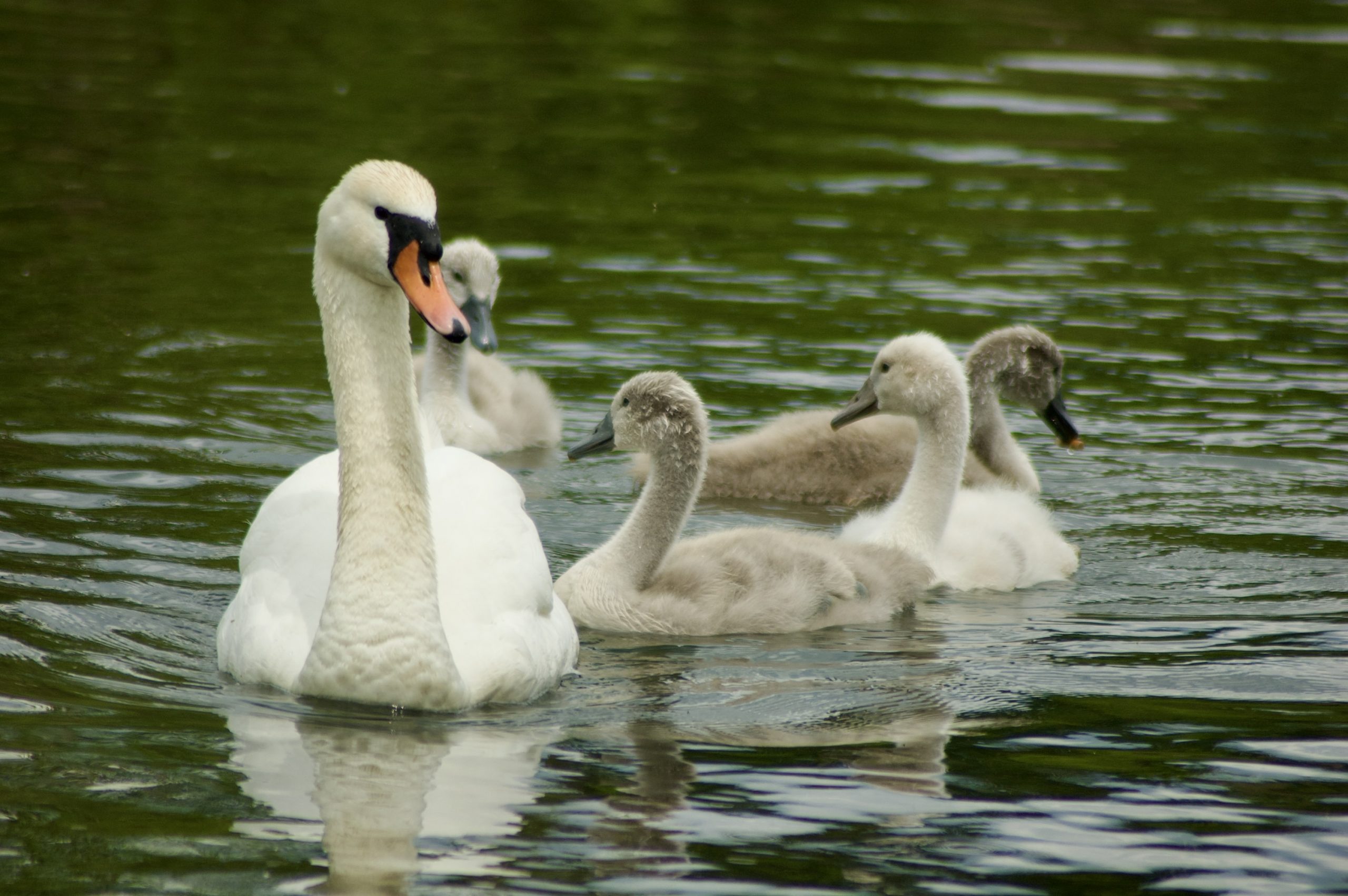 Mute Swan & Cygnets