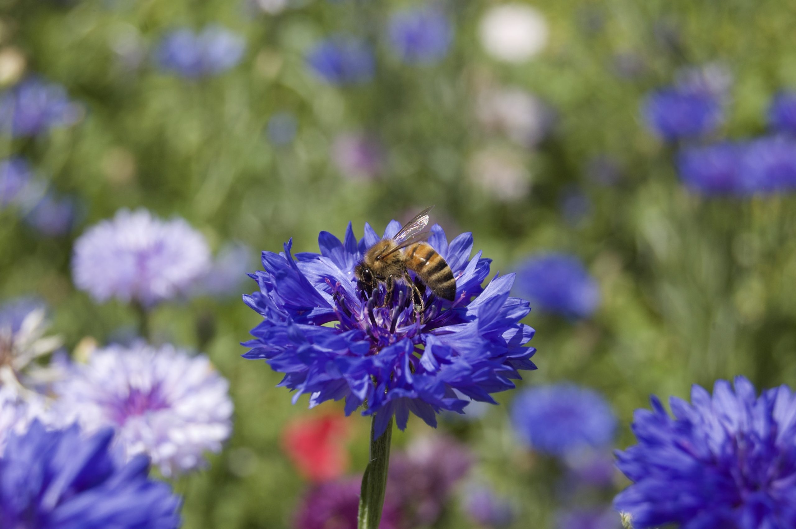 Meadow Bee