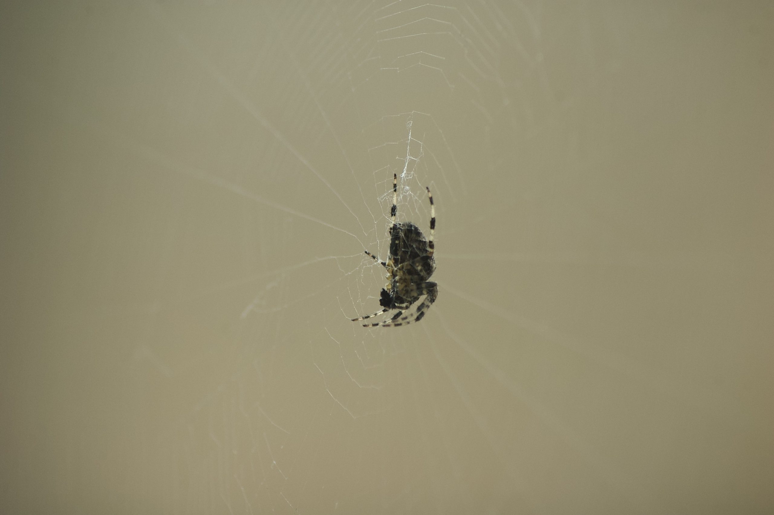 Garden Spider