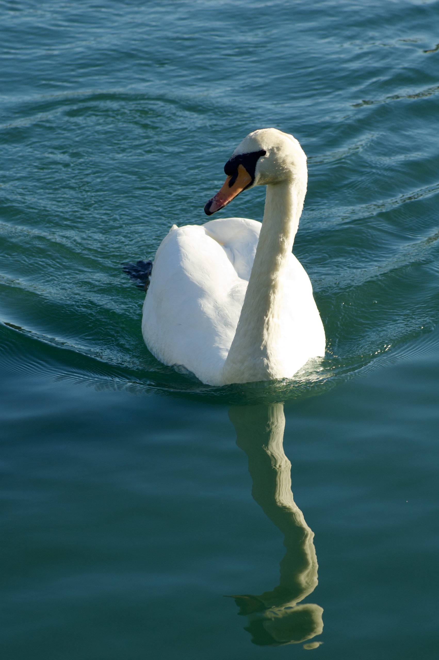 South Shields Swan