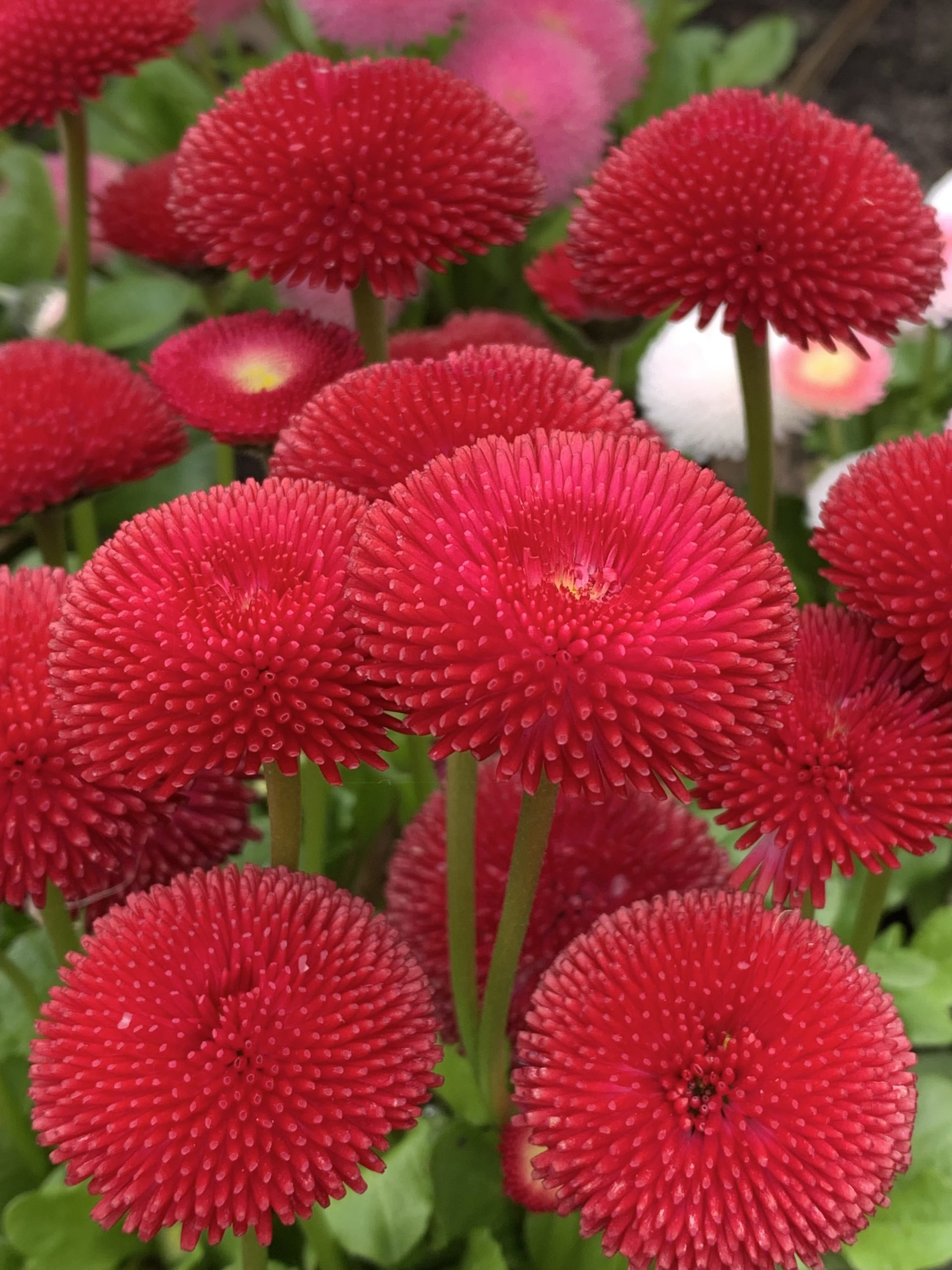 Ornamental Daisies