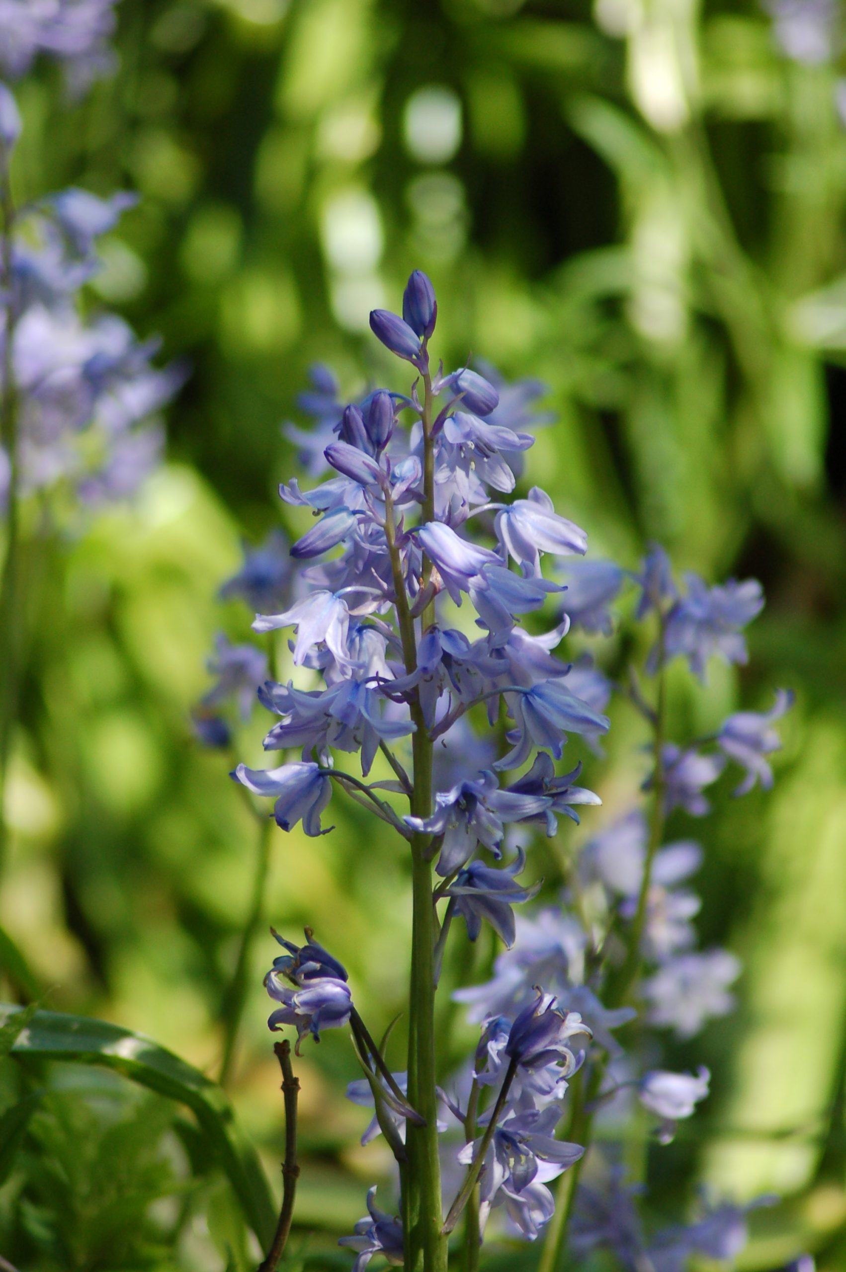 Spanish Bluebells