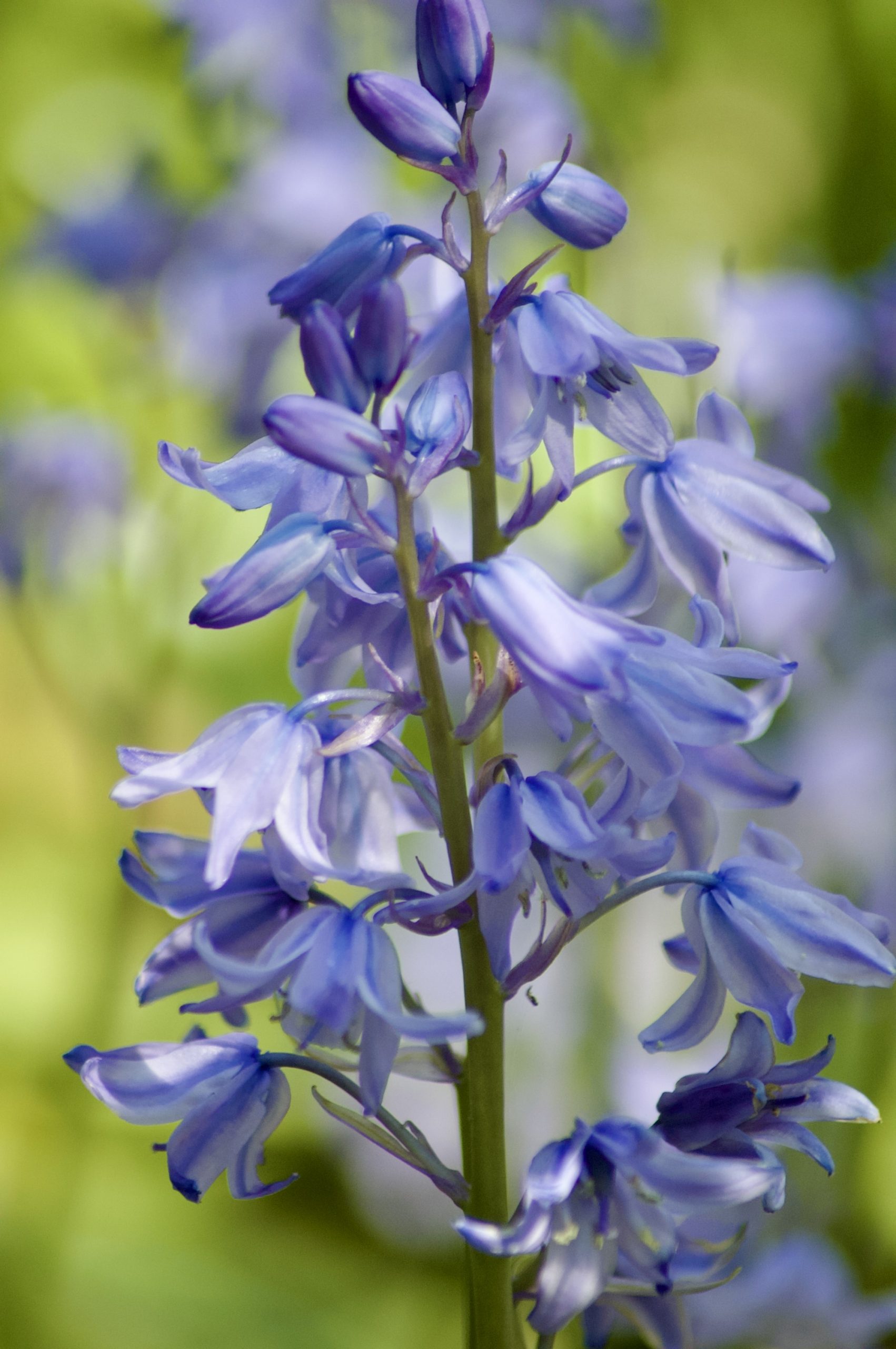 Spanish Bluebells