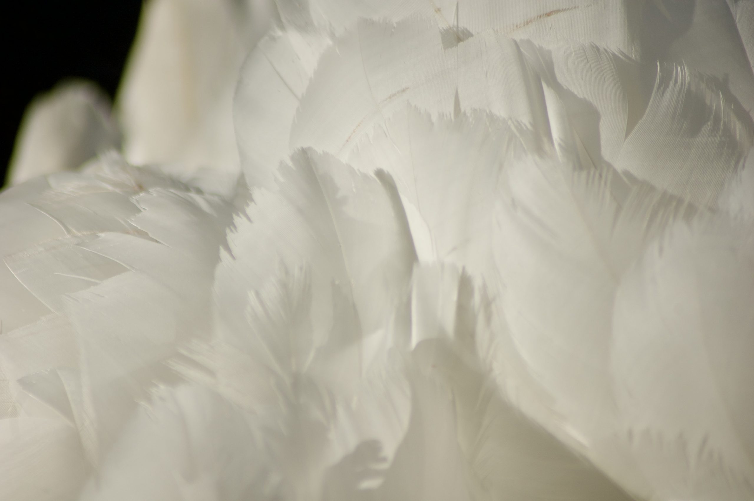 Mute Swan
