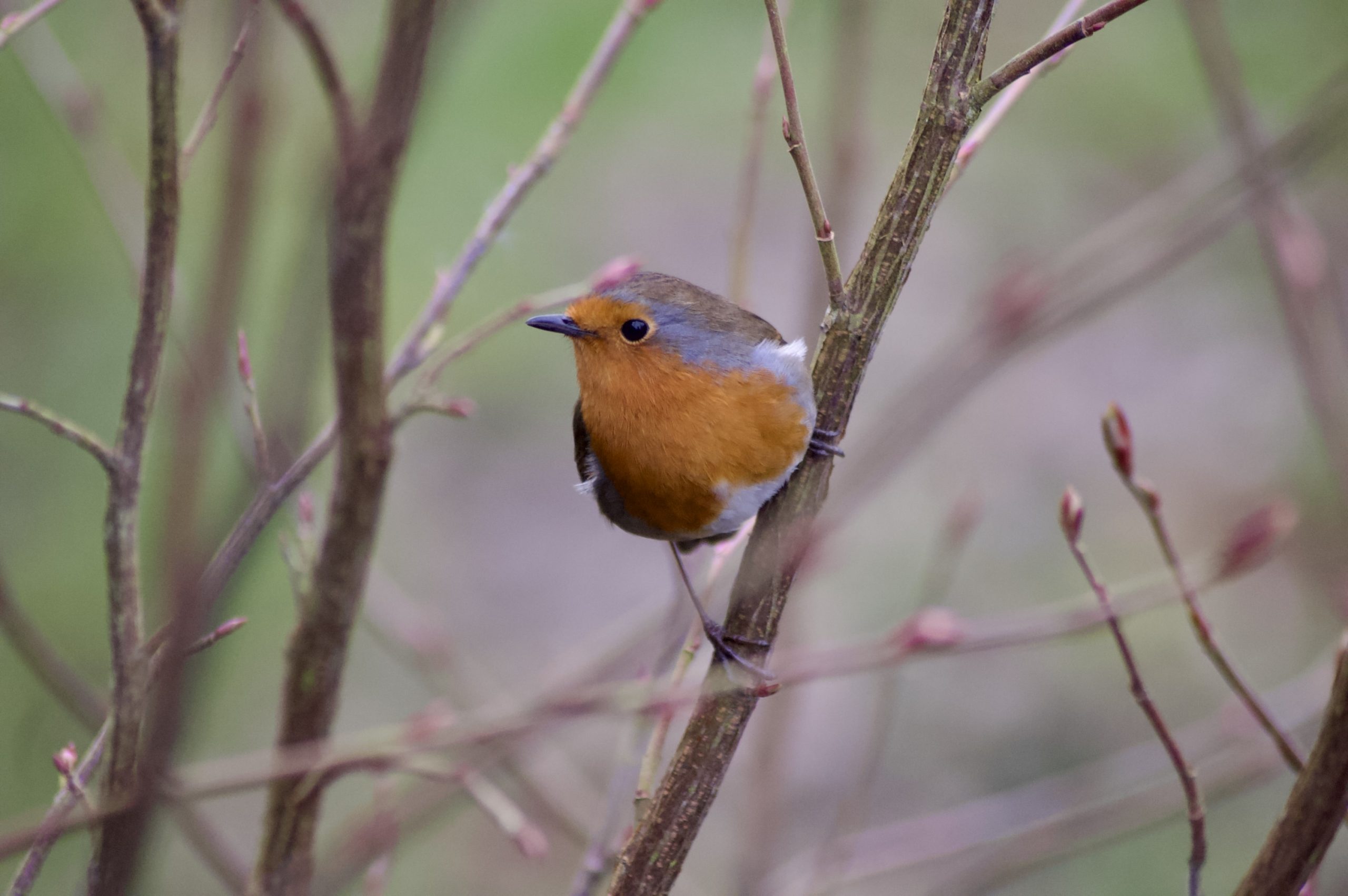 Park Robin
