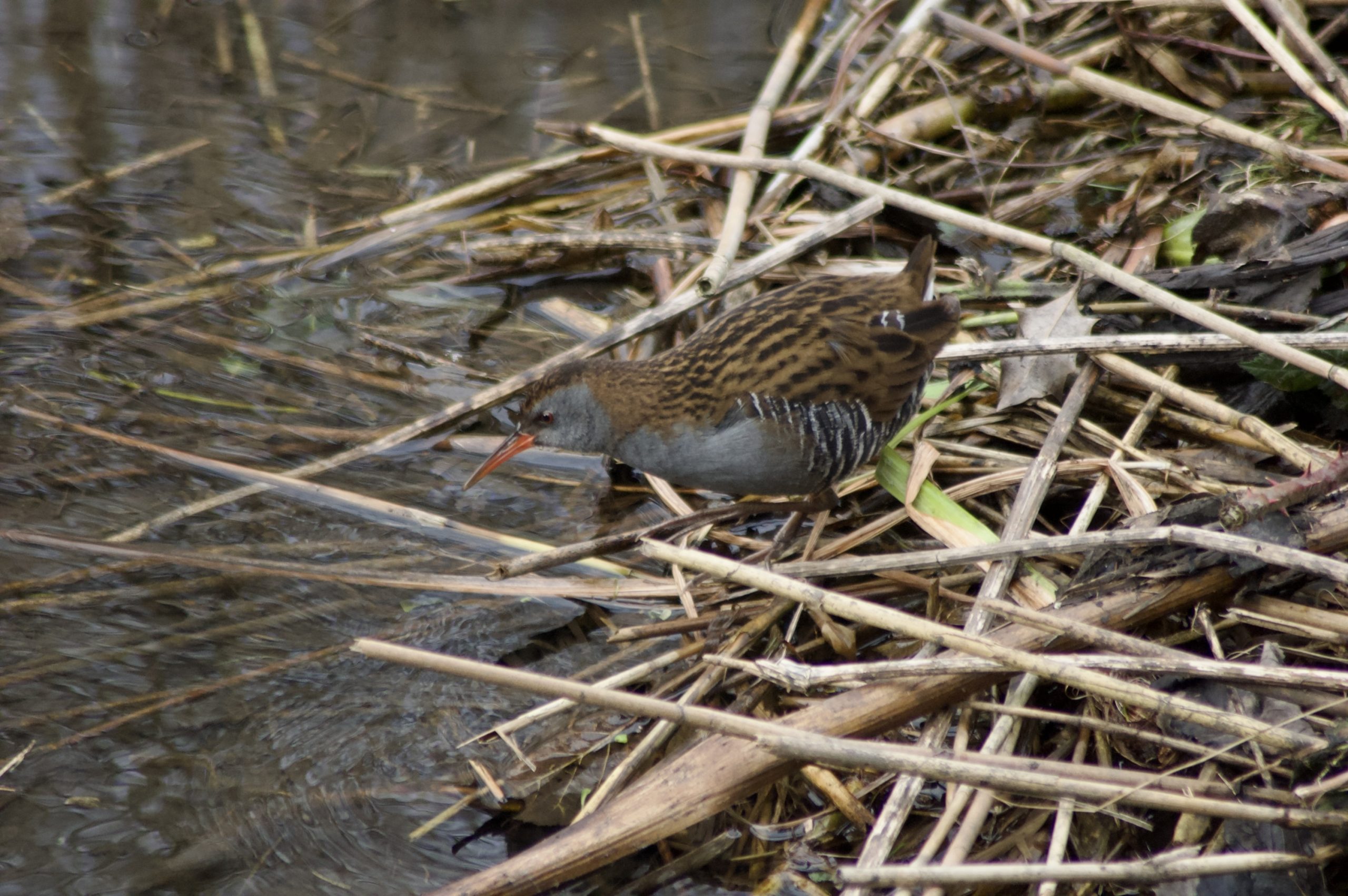 Water Rail