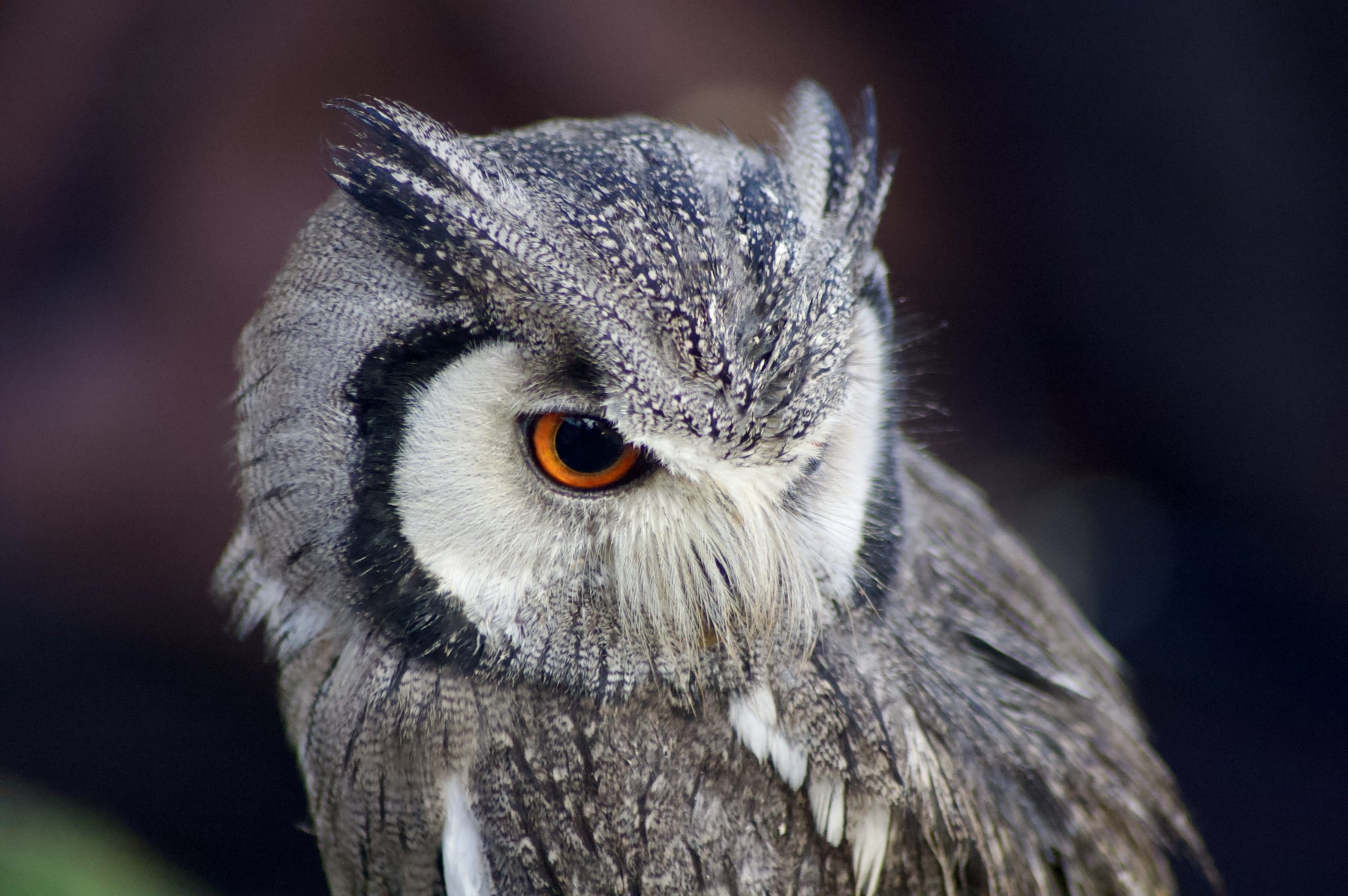 Northern White-faced Owl