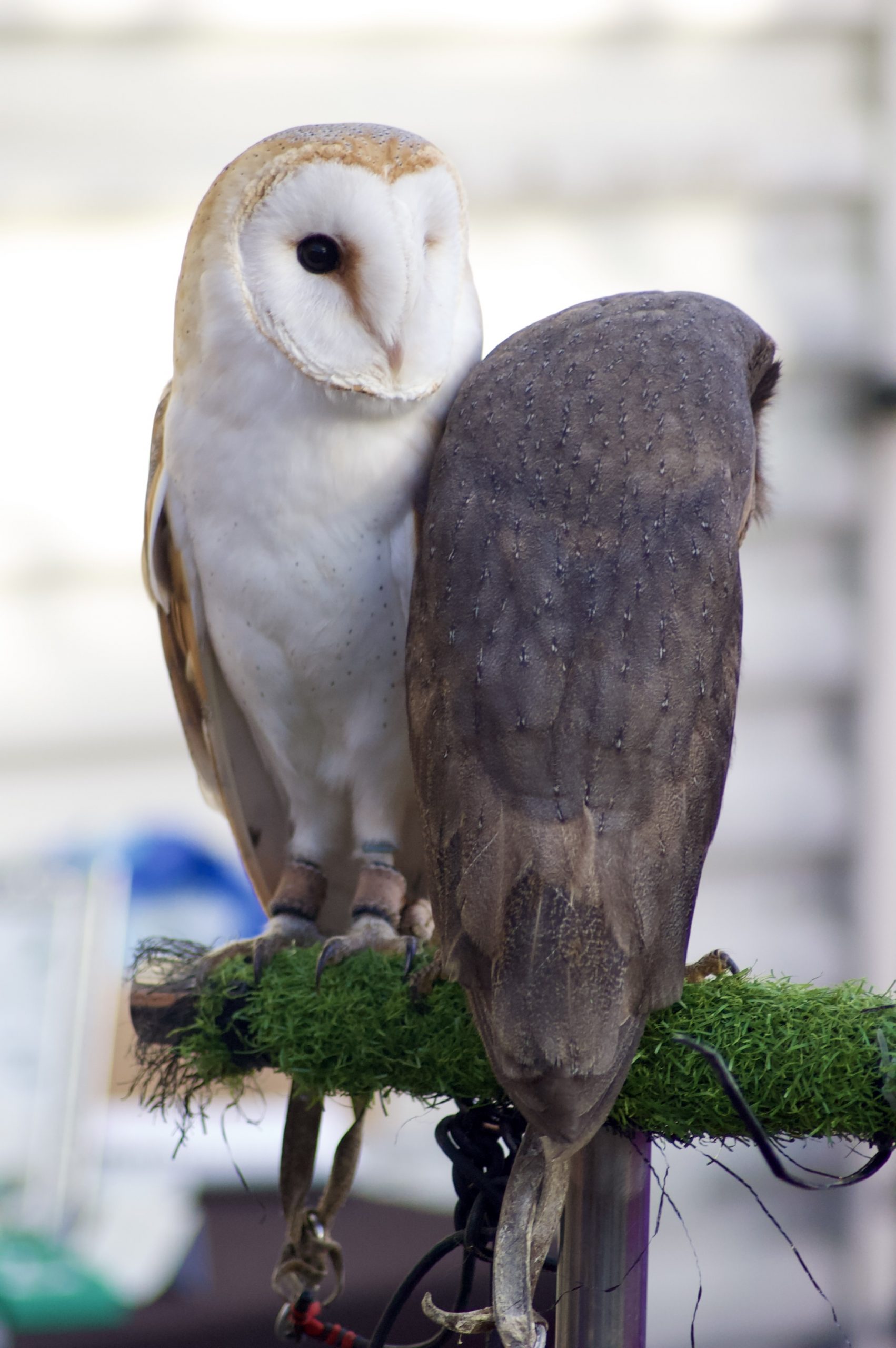 Barn Owls