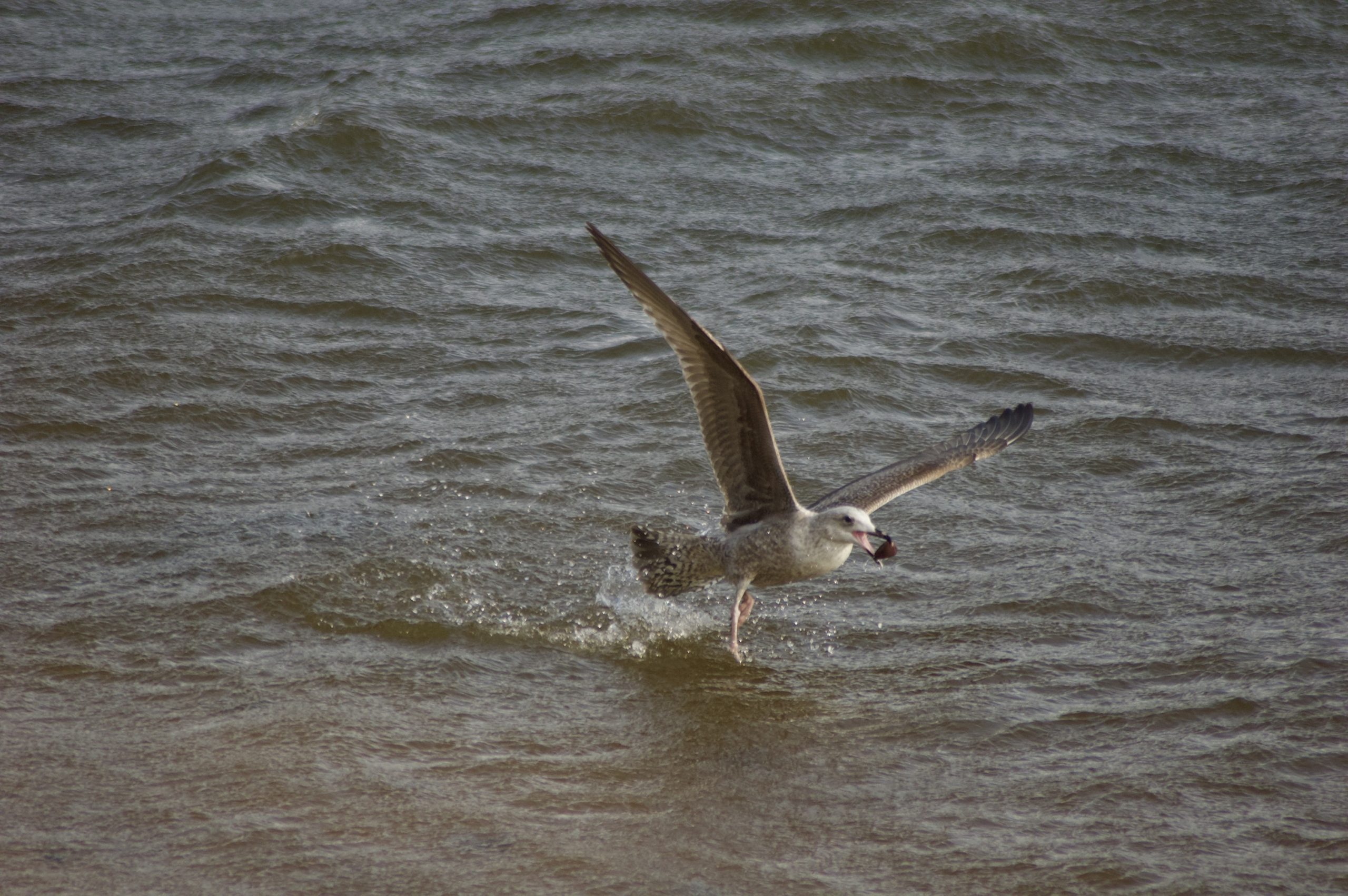 Catch of the Day