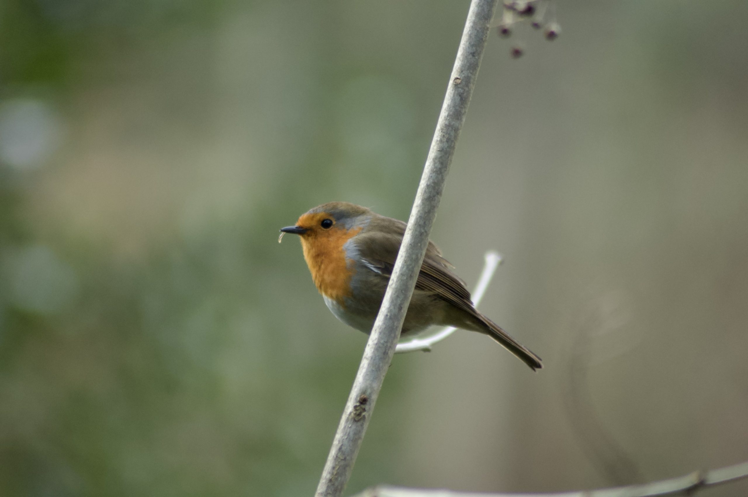 Feeding Robin