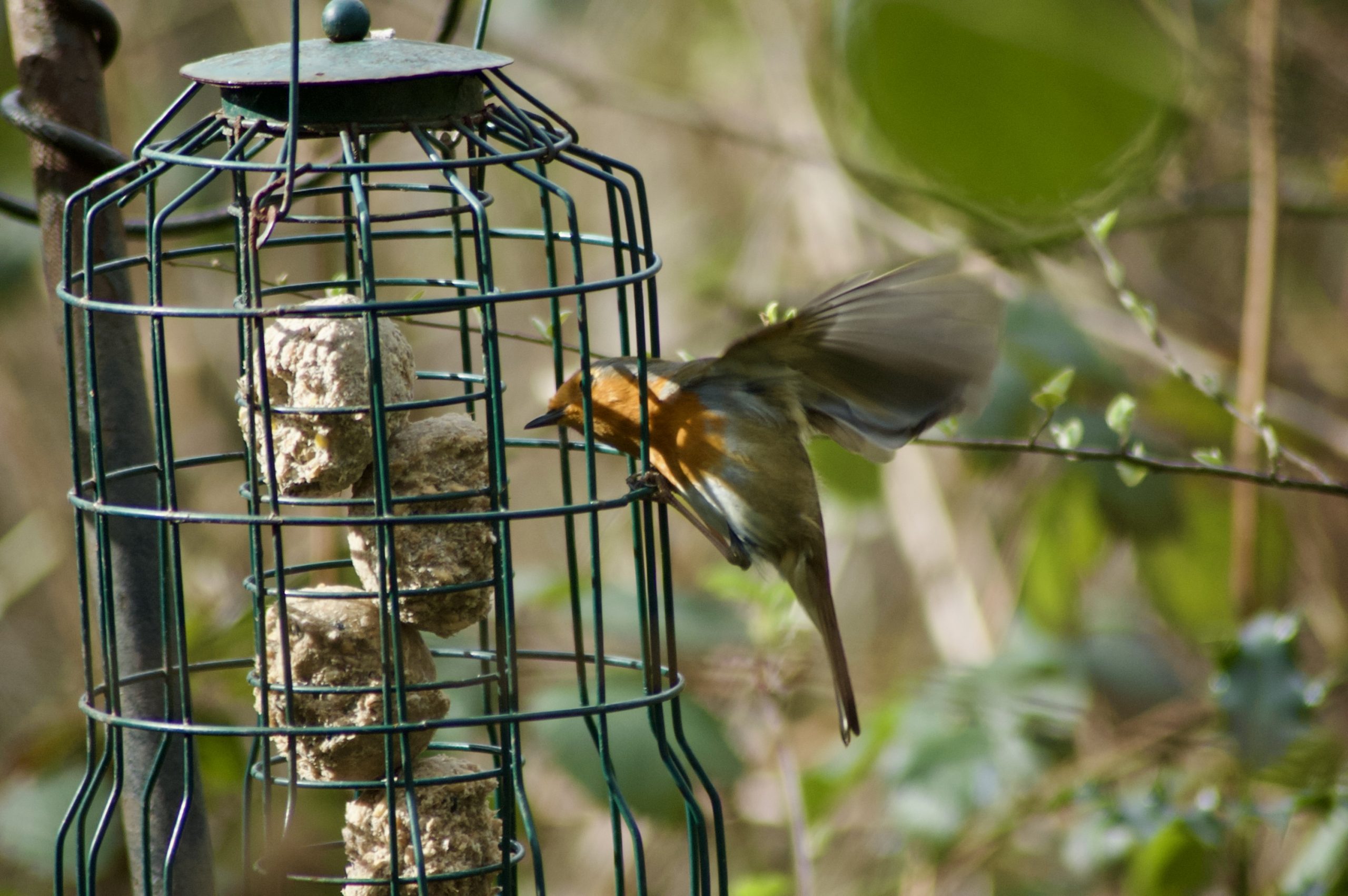 Birdfeeder Robin