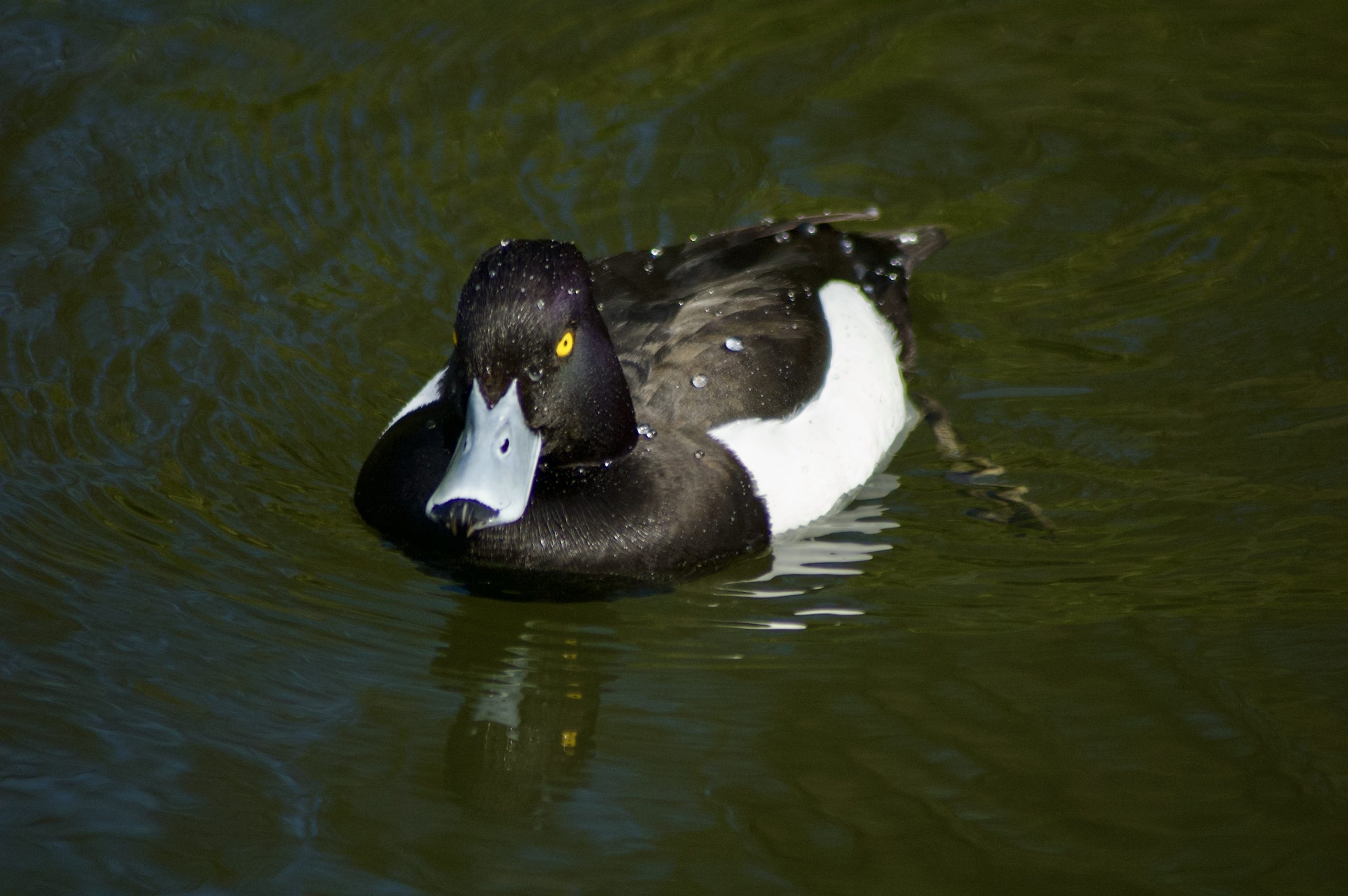 Tufted Duck