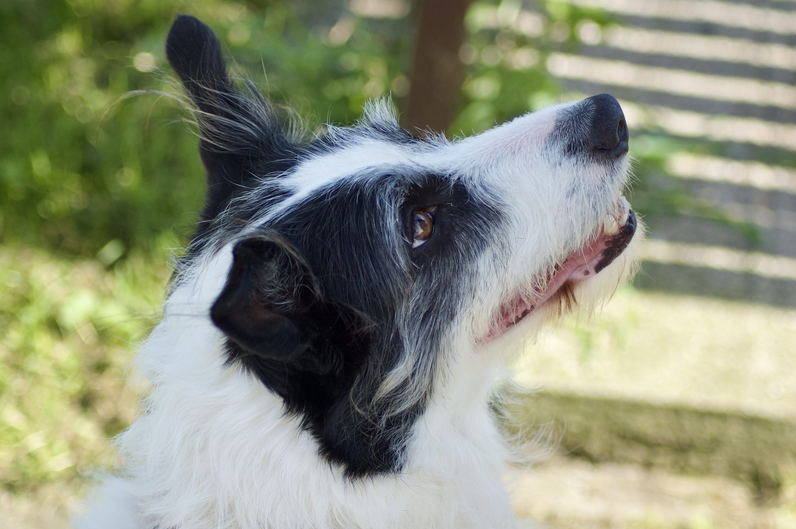 Maggie