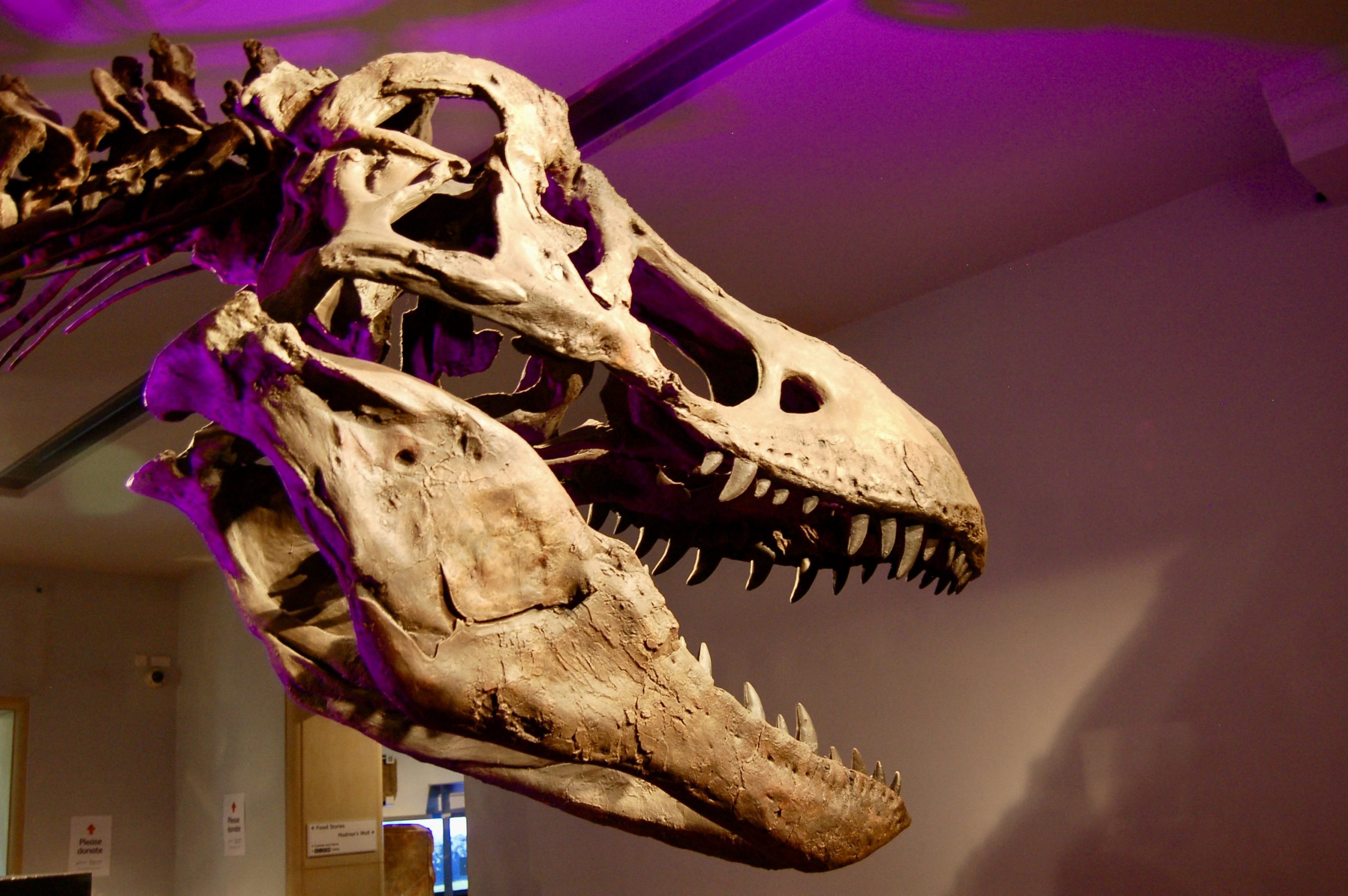 Tyrannosaurus