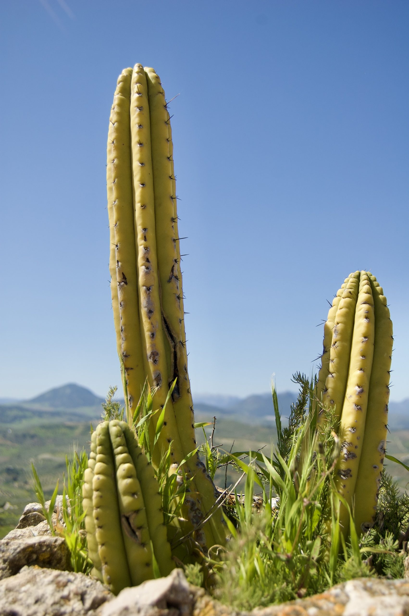 Olvera Cactus
